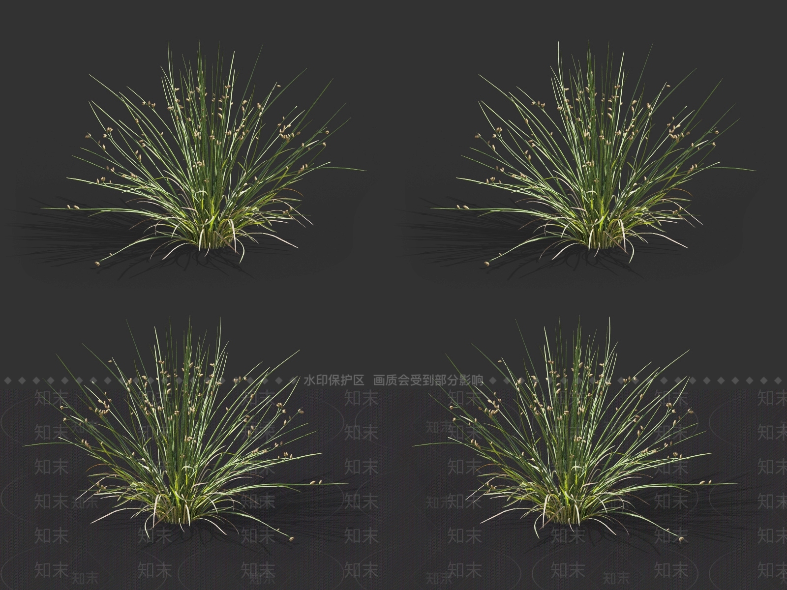 灯心草3D模型下载【ID:1131764899】