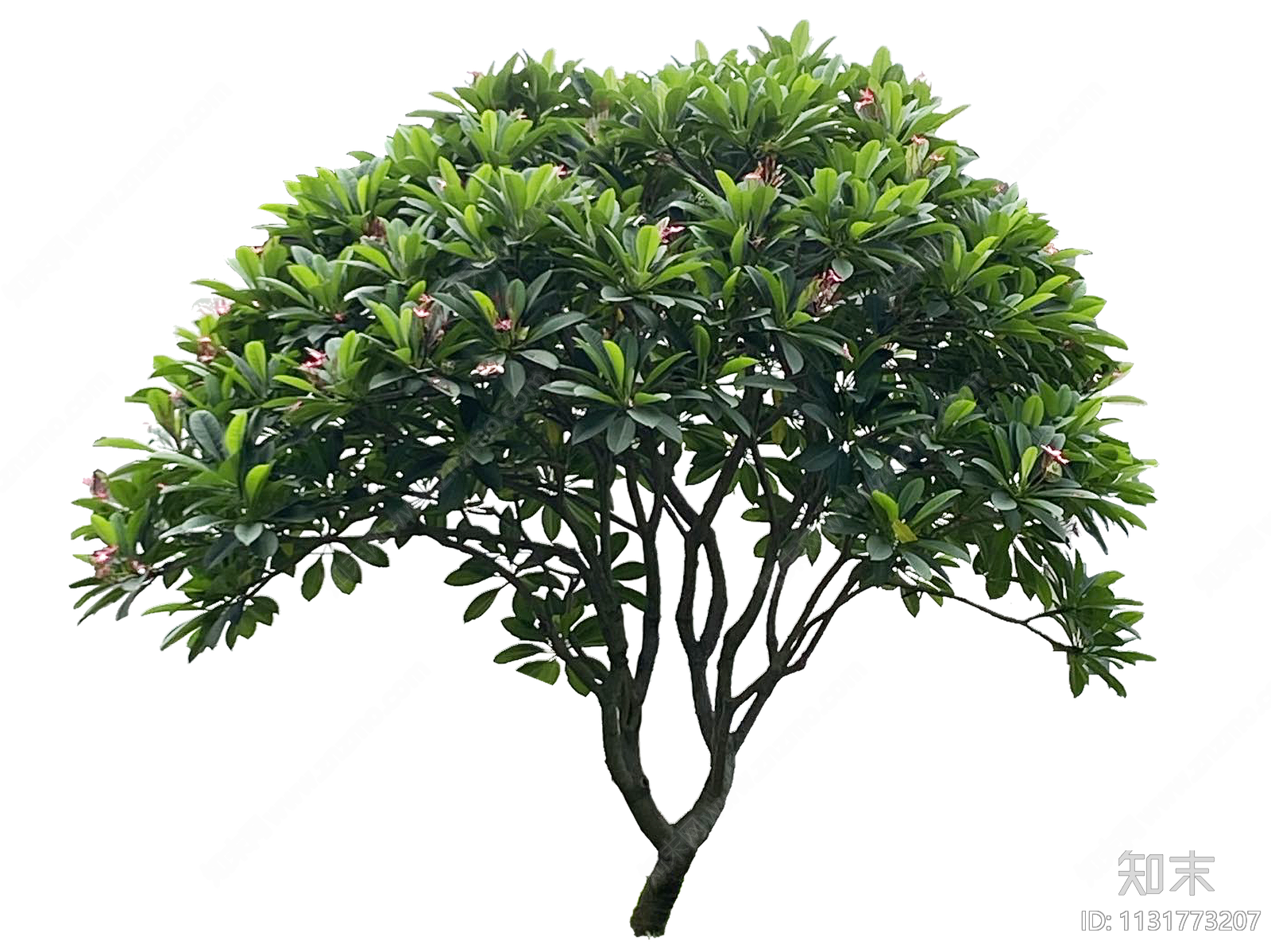 鸡蛋花鸡蛋花树png免抠贴图下载【id:1131773207】
