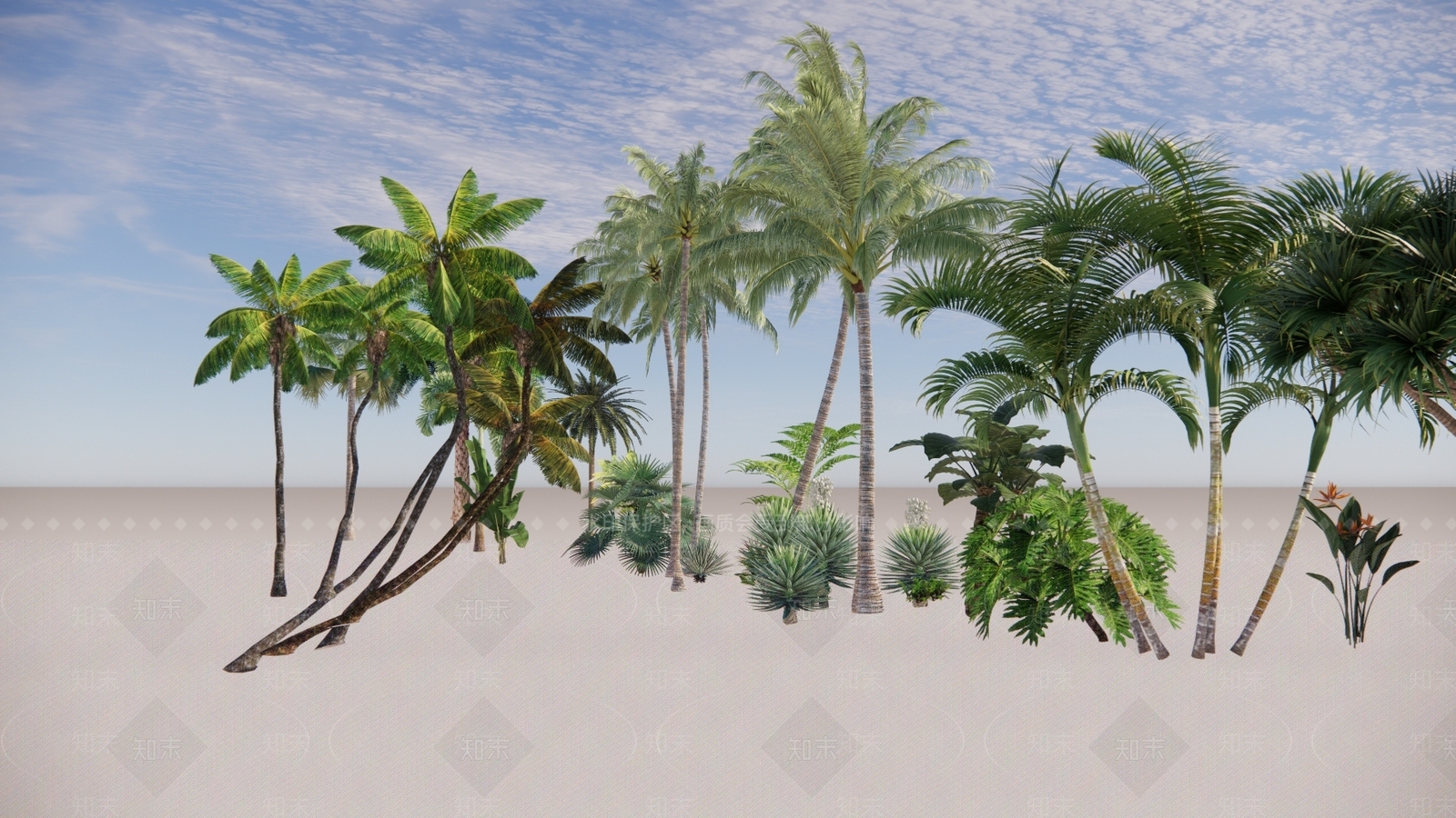 热带植物海南椰子树SU模型下载【ID:1132054995】