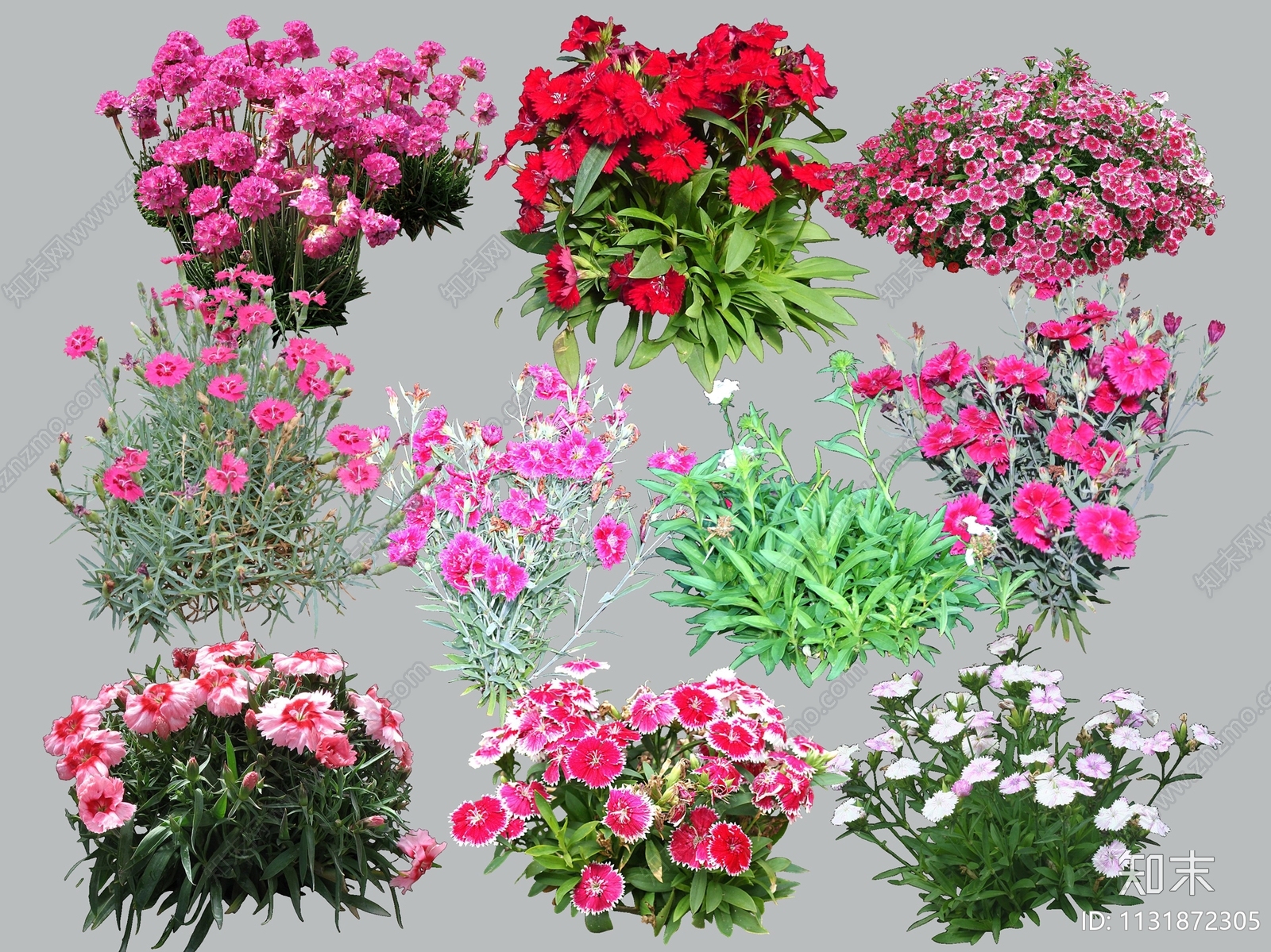 草花地被植物石竹psd免抠贴图下载【ID:1131872305】_【知末网贴图库】