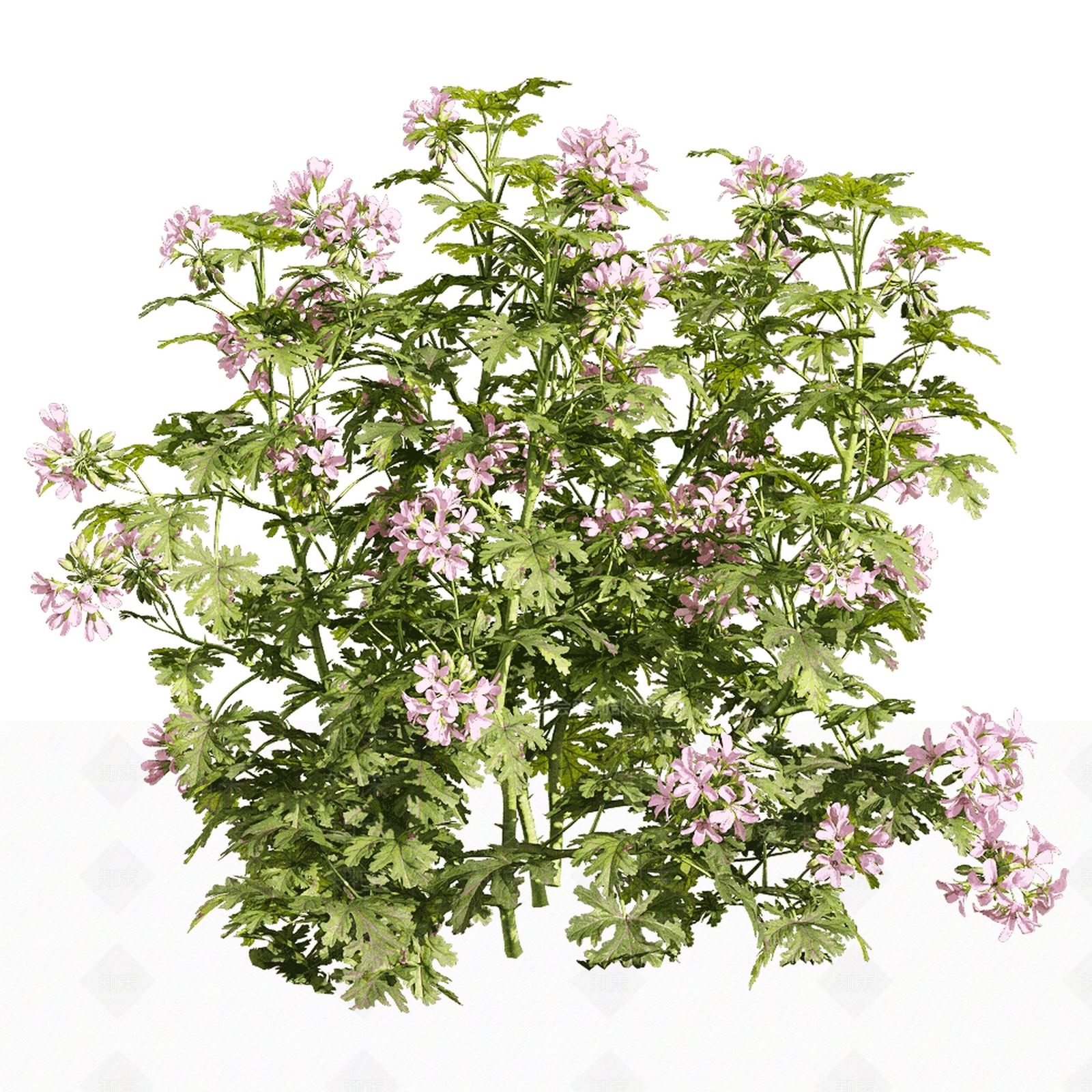 户外绿植花草3D模型下载【ID:1131873322】