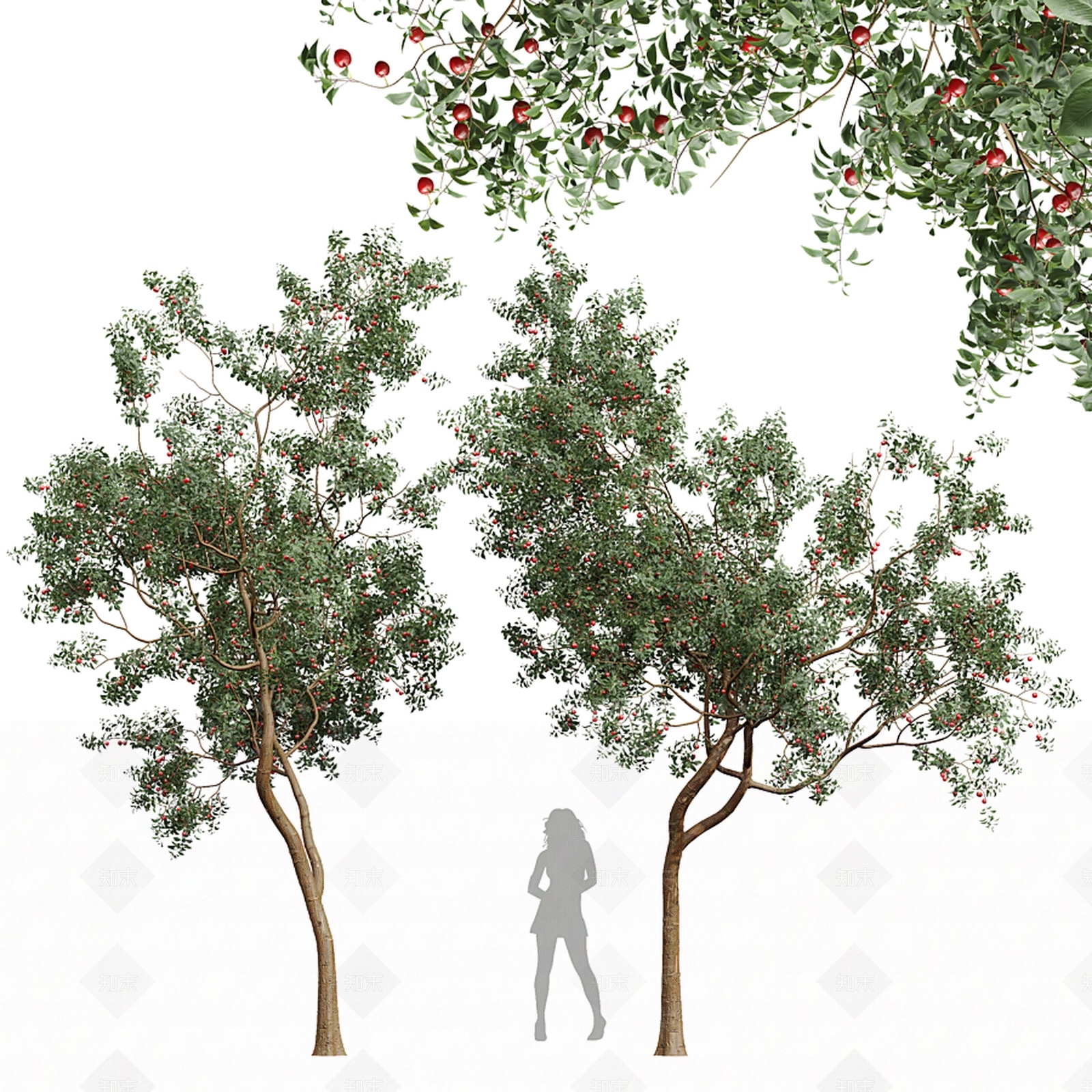 樱桃树3D模型下载【ID:1132310543】