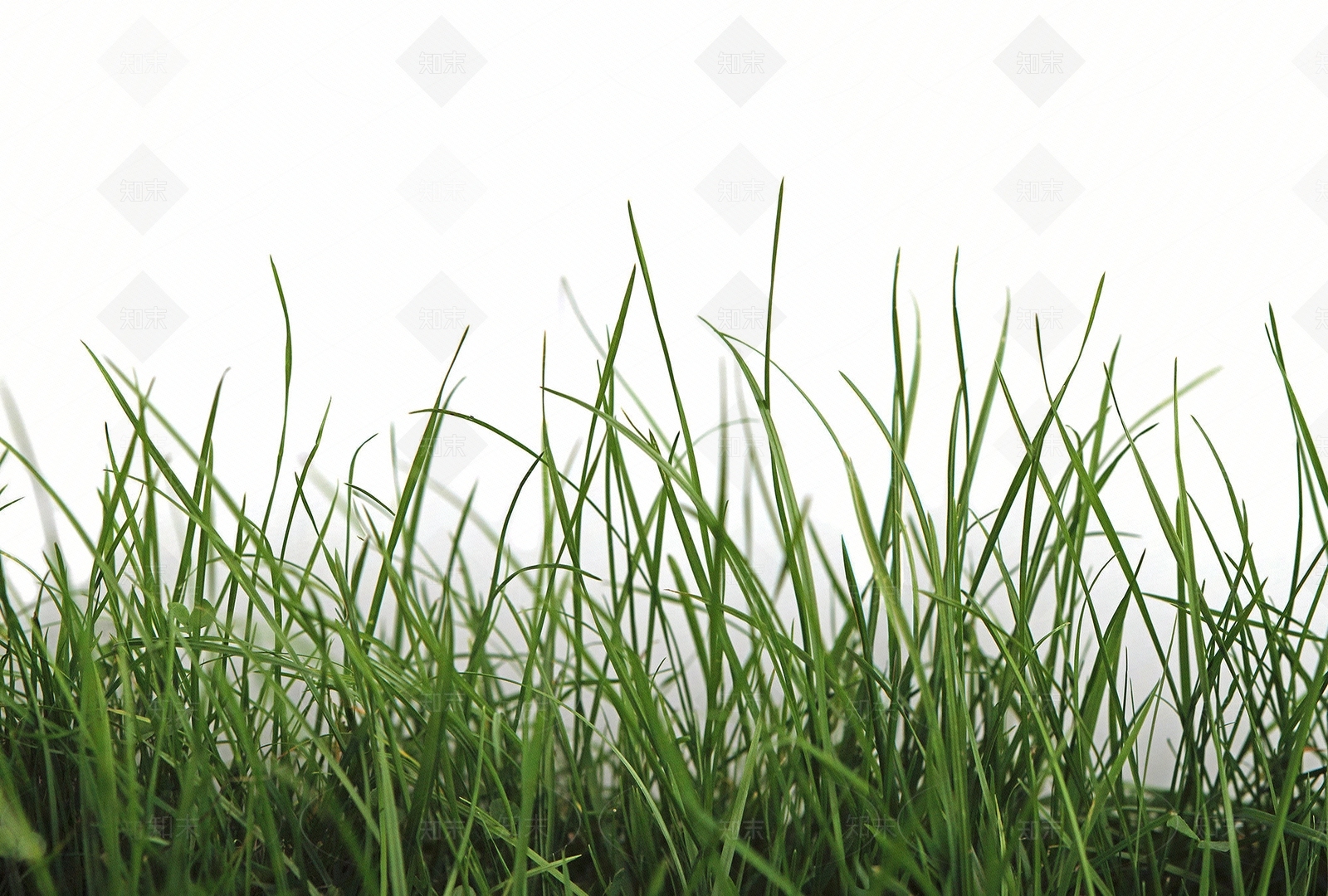 小草地草坪贴图下载【ID:1132466198】