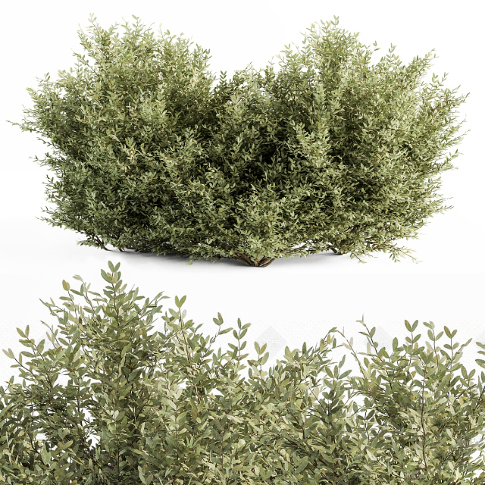 灌木丛3D模型下载【ID:1132945837】