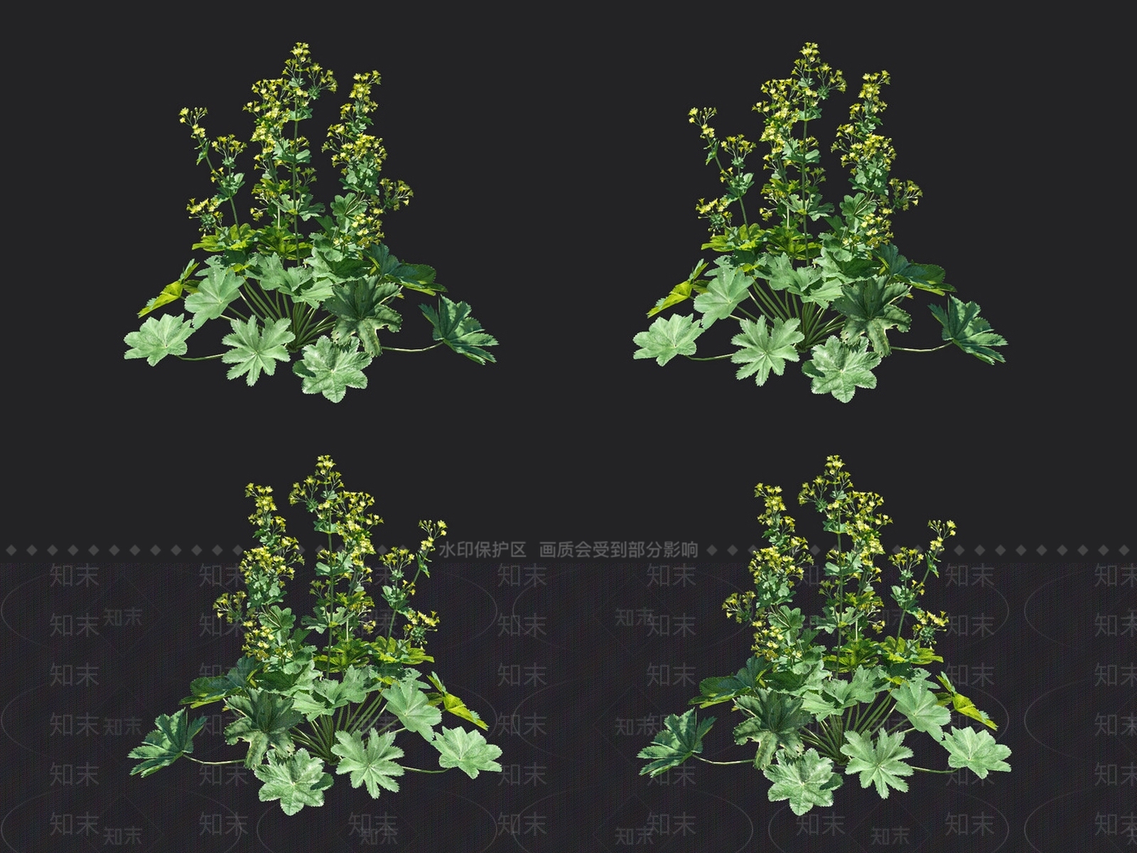 羽衣草3D模型下载【ID:1132986876】