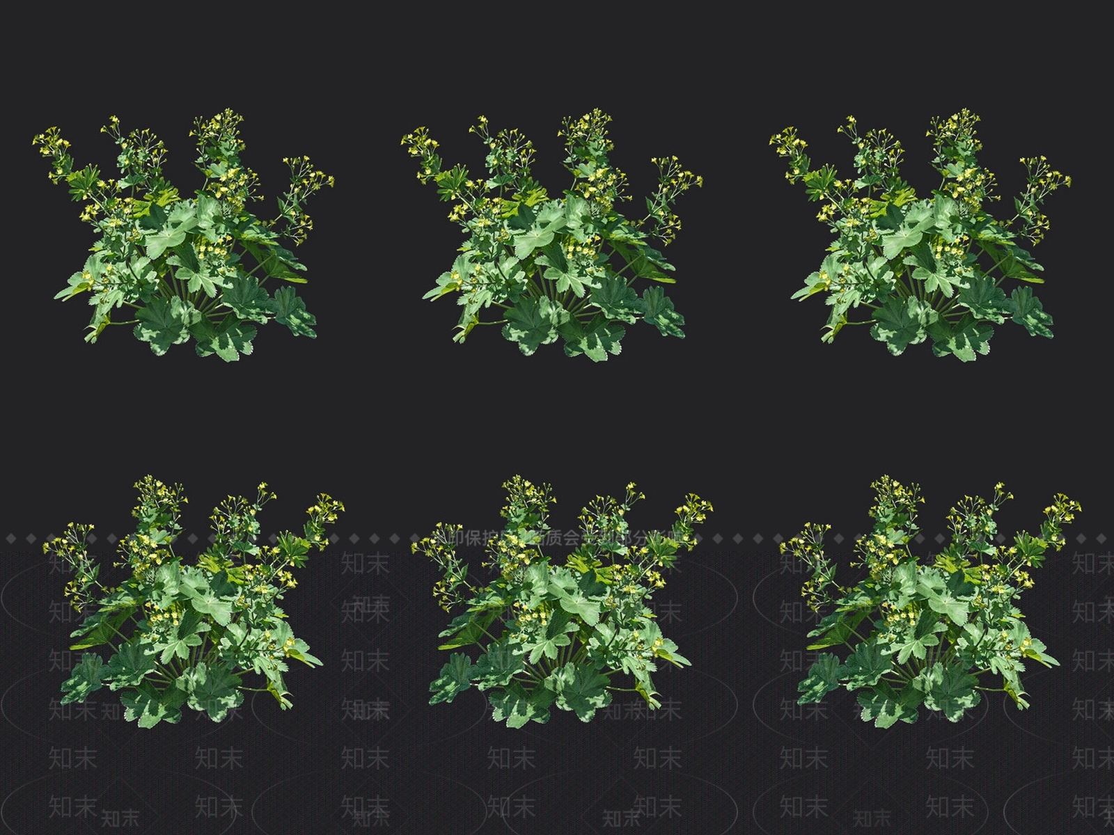 羽衣草3D模型下载【ID:1132987046】