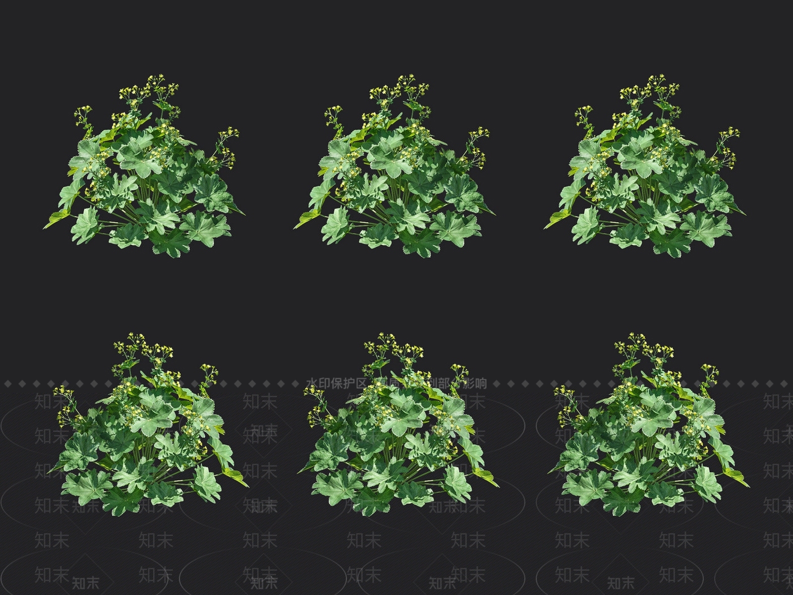 羽衣草3D模型下载【ID:1132986928】