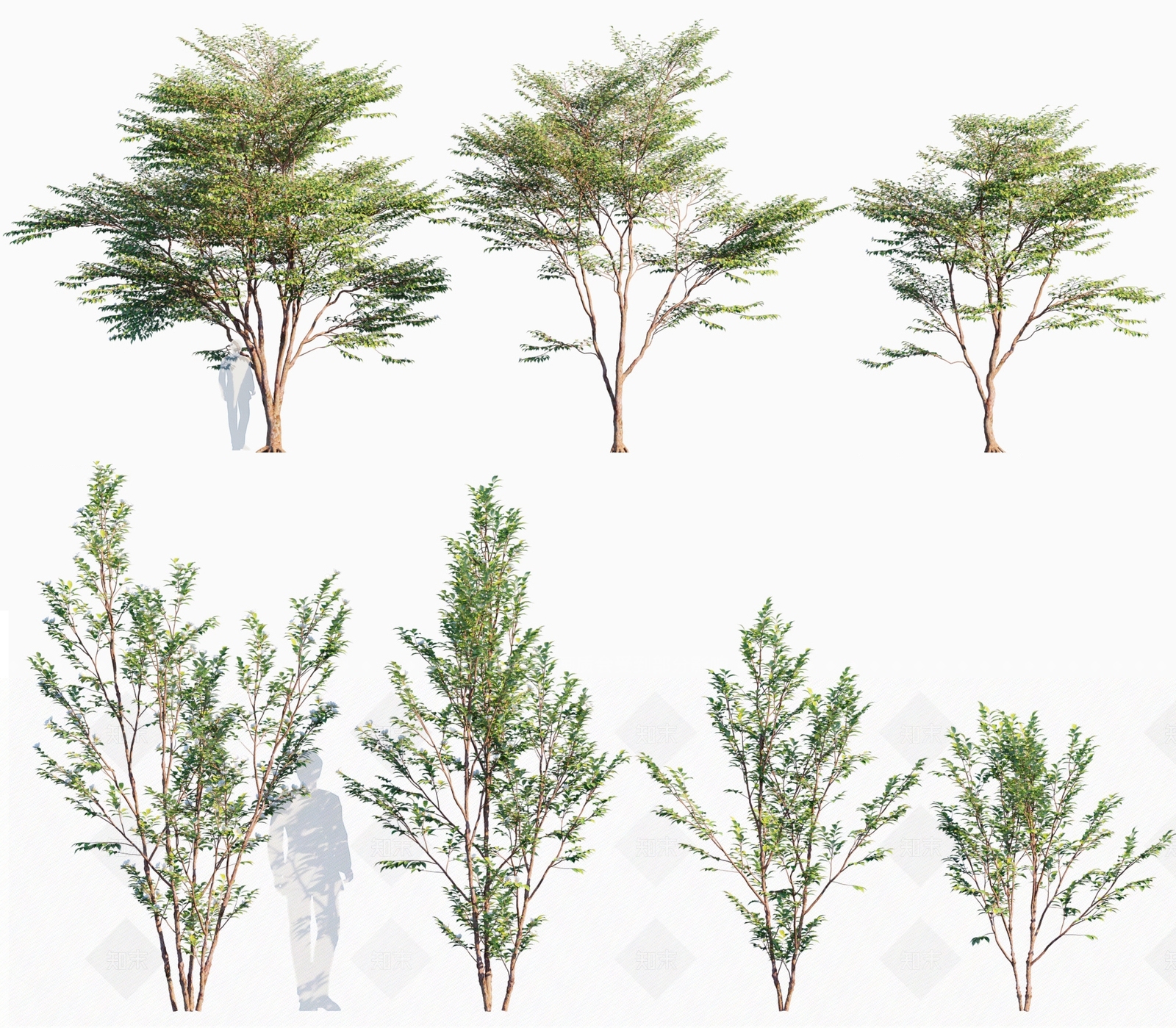 日本紫茎树3D模型下载【ID:1133082085】
