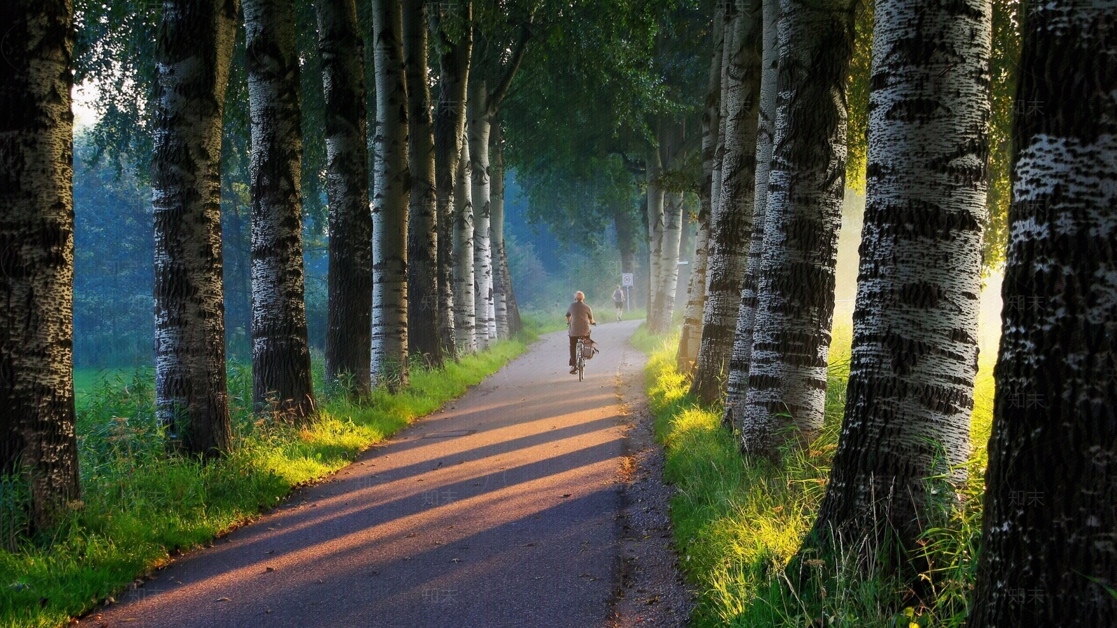 白桦树林风景贴图下载【ID:1133088179】