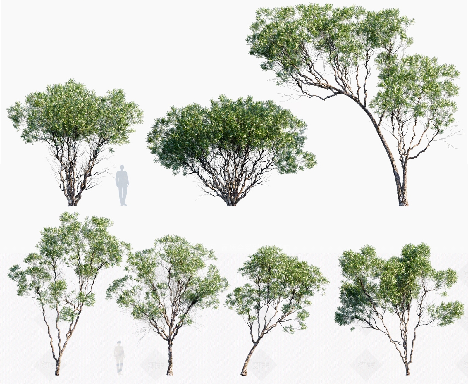 白千层树3D模型下载【ID:1133112395】