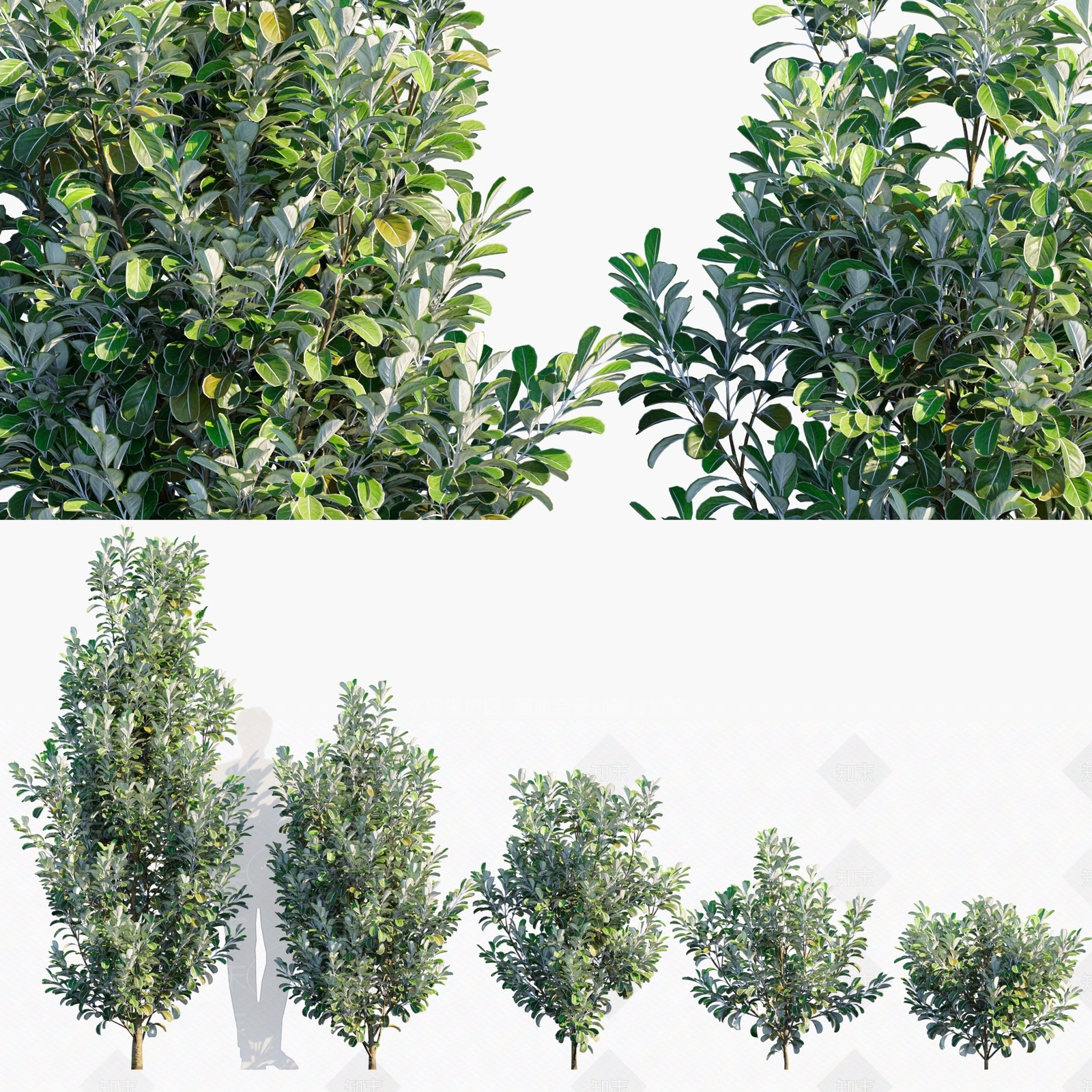 厚叶海桐灌木植物3D模型下载【ID:1133310569】