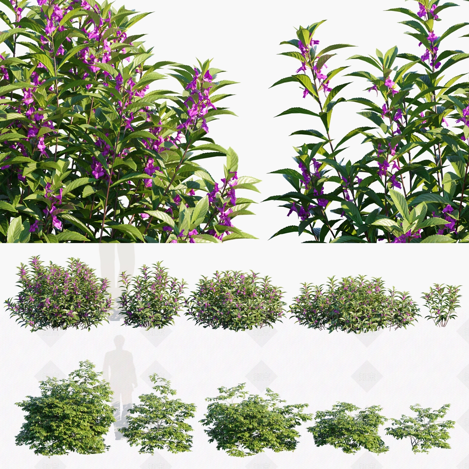 鹰爪花3D模型下载【ID:1133312766】