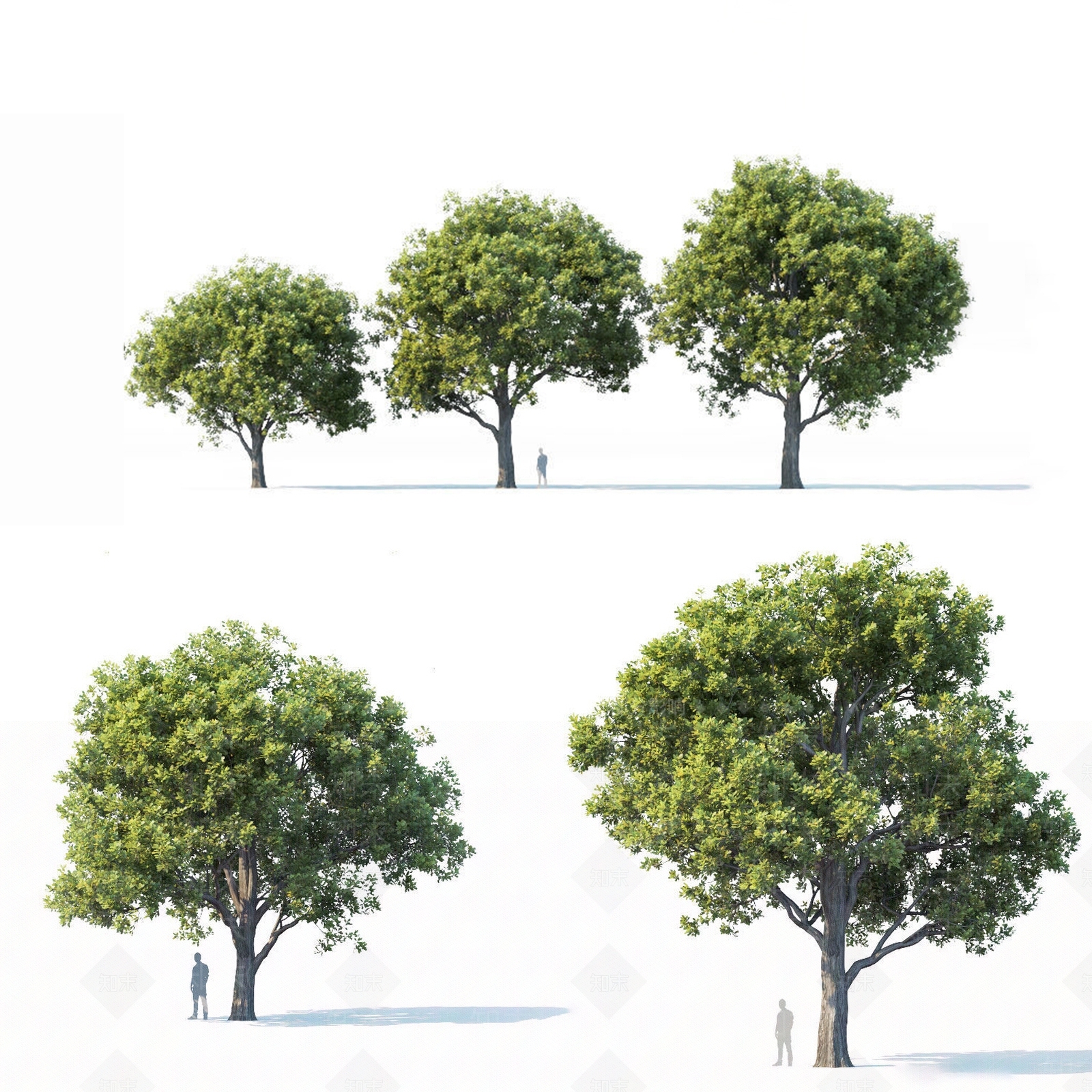乔木3D模型下载【ID:1133324083】