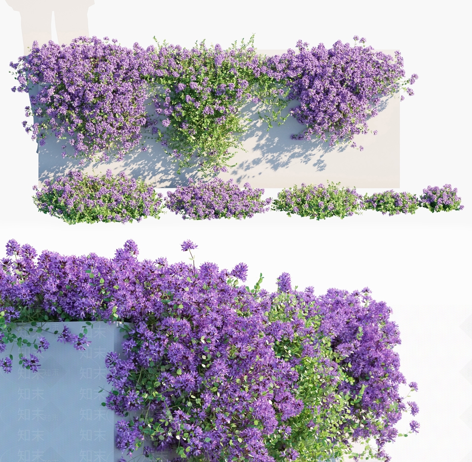 藤蔓百里香花草植物绿植墙SU模型下载【ID:1133460712】