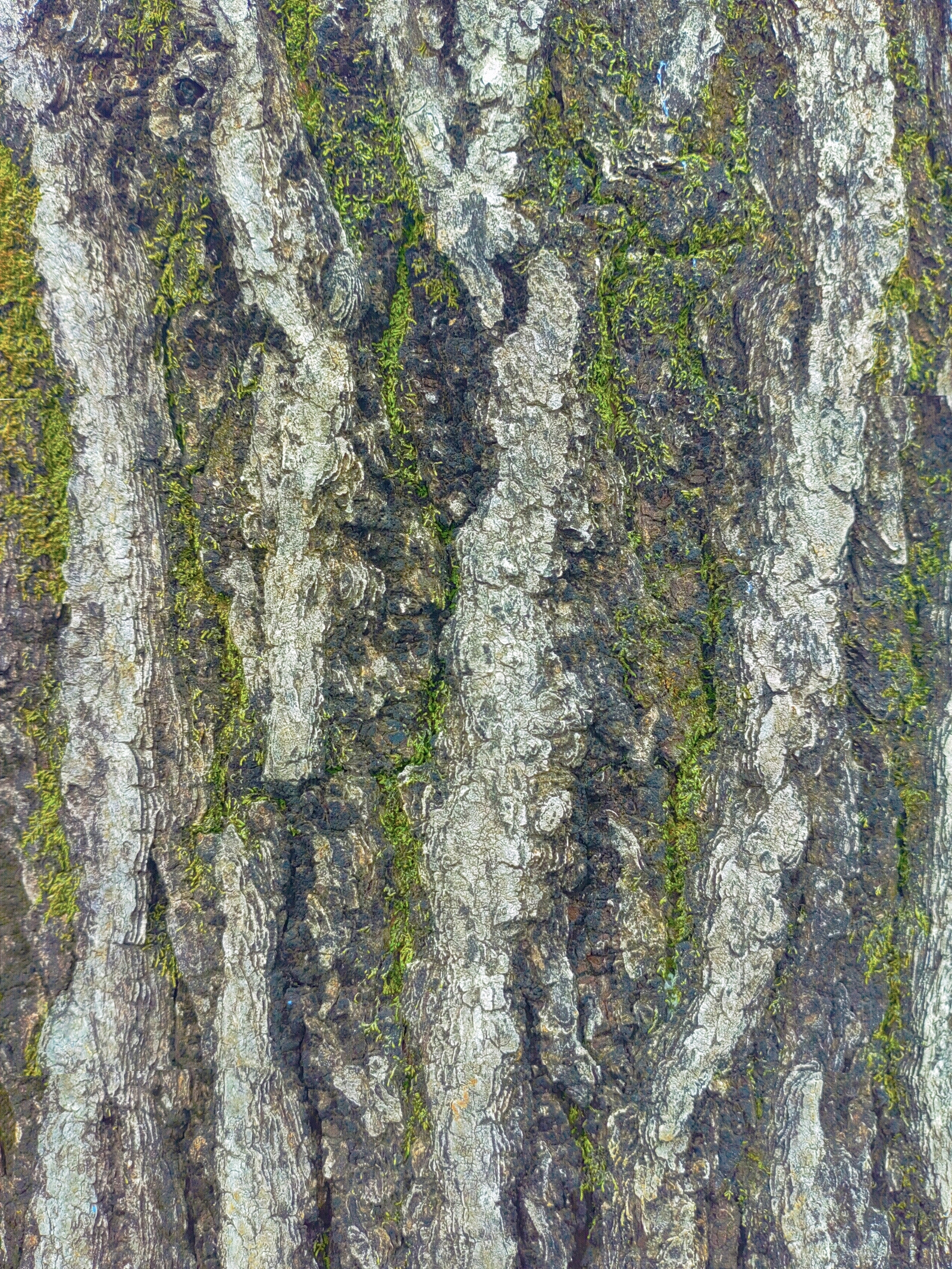 青苔老树纹贴图下载【ID:1133542231】