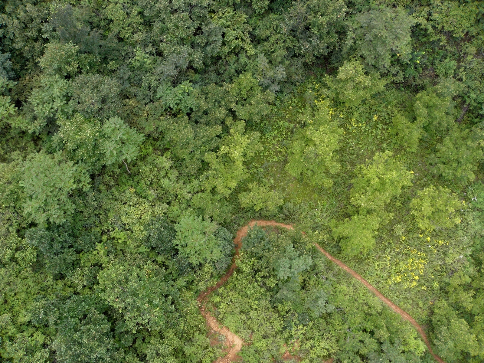 树群树丛俯瞰图贴图下载【ID:1133639955】