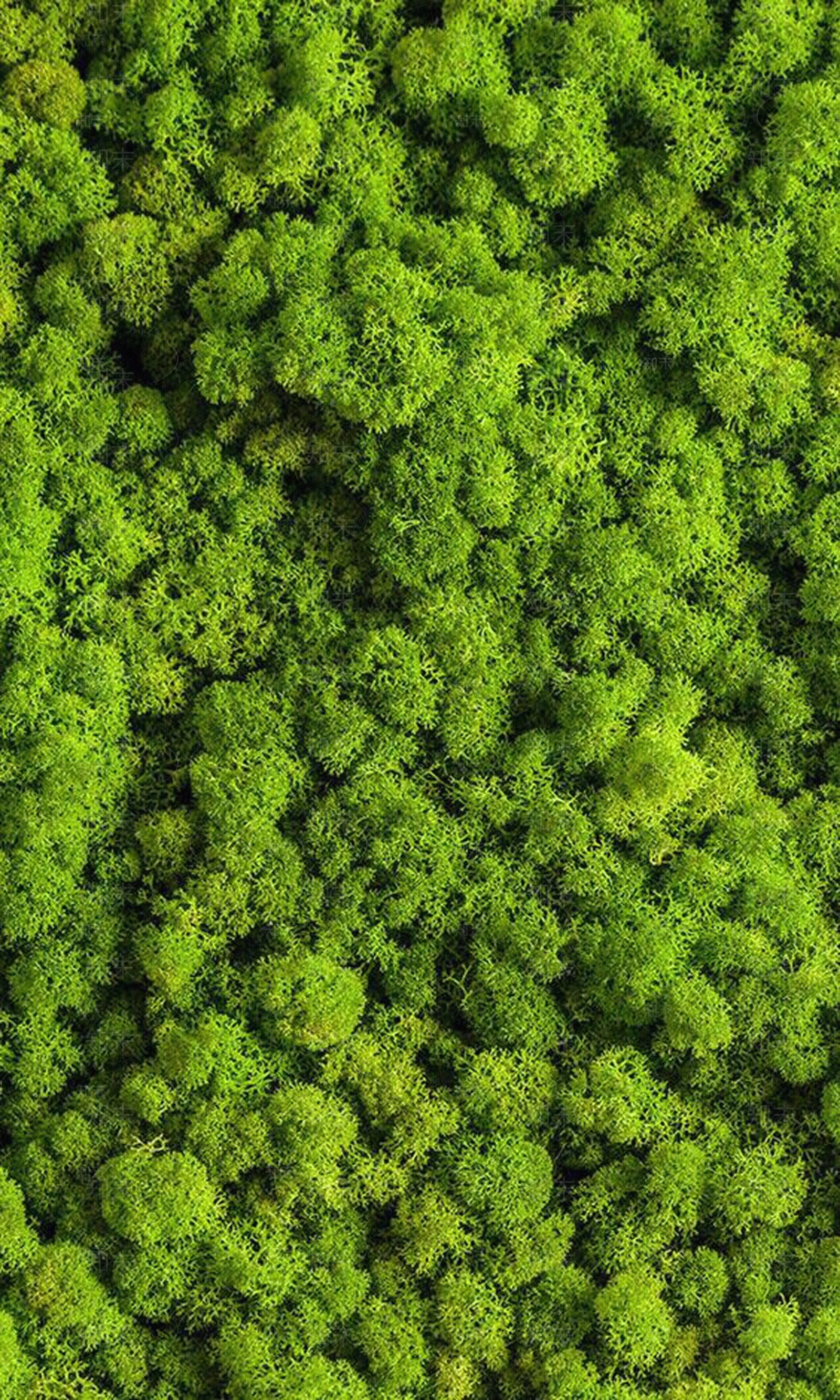 绿植墙高清贴图材质