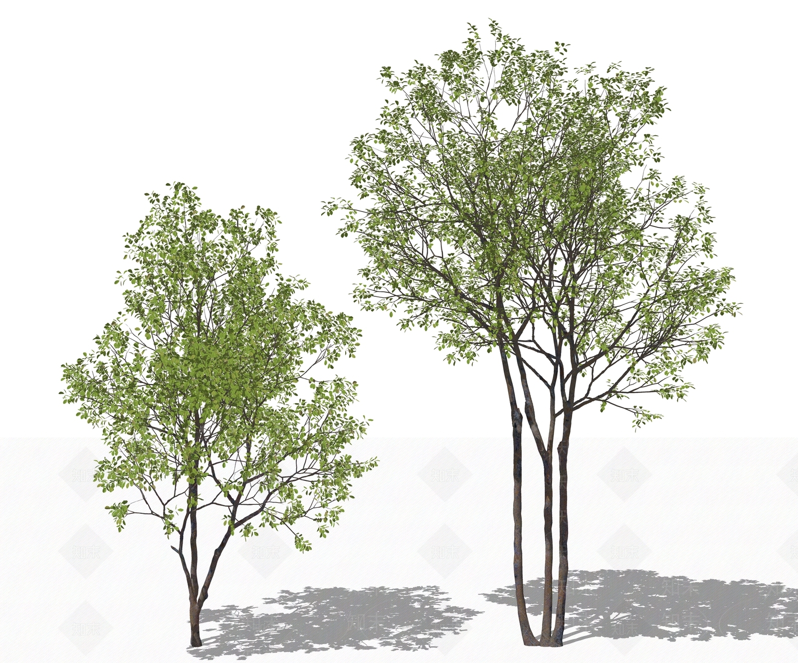 现代户外乔木景观树木组合SU模型下载【ID:1133965323】