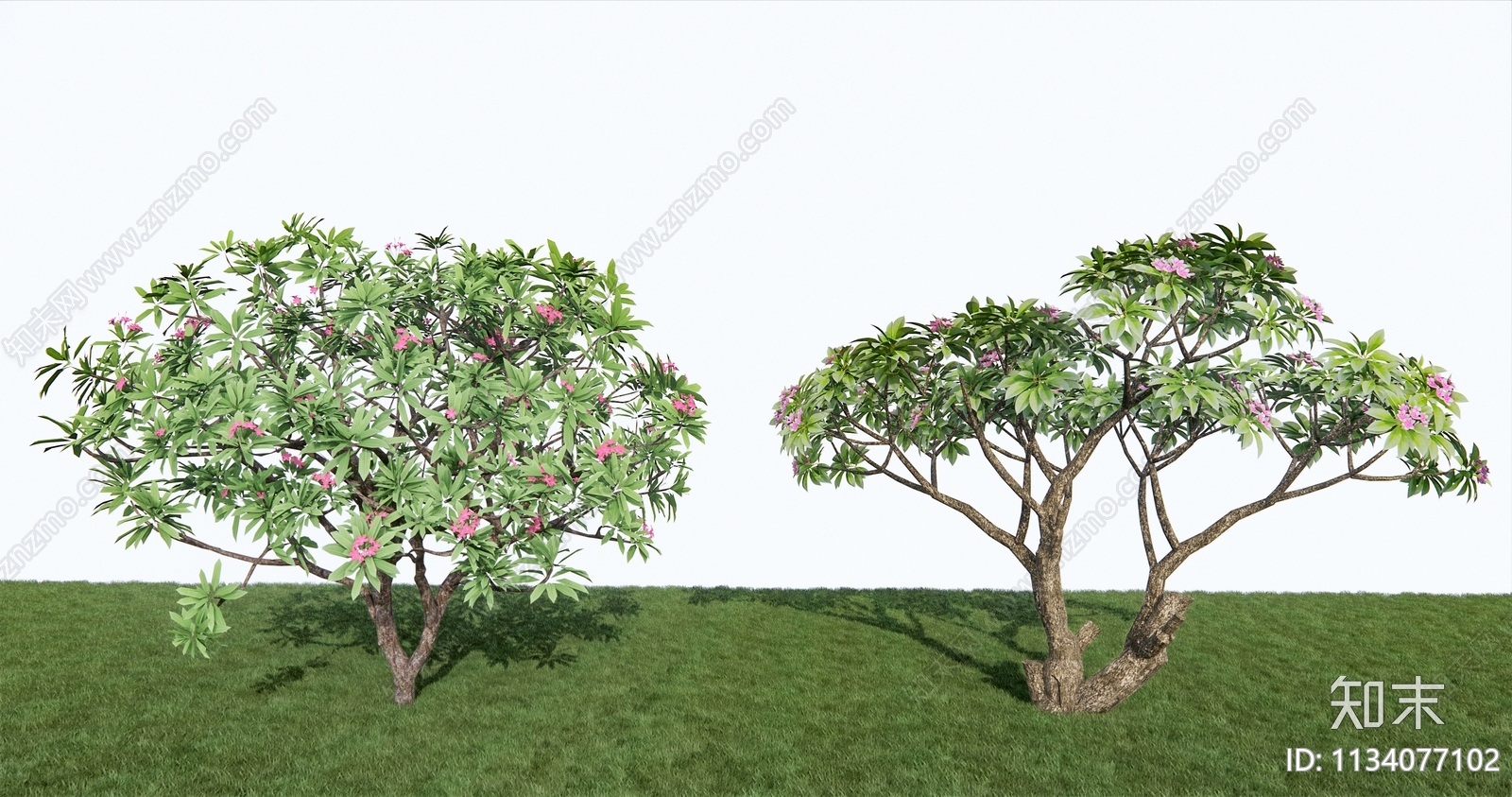 现代鸡蛋花SU模型下载【ID:1134077102】