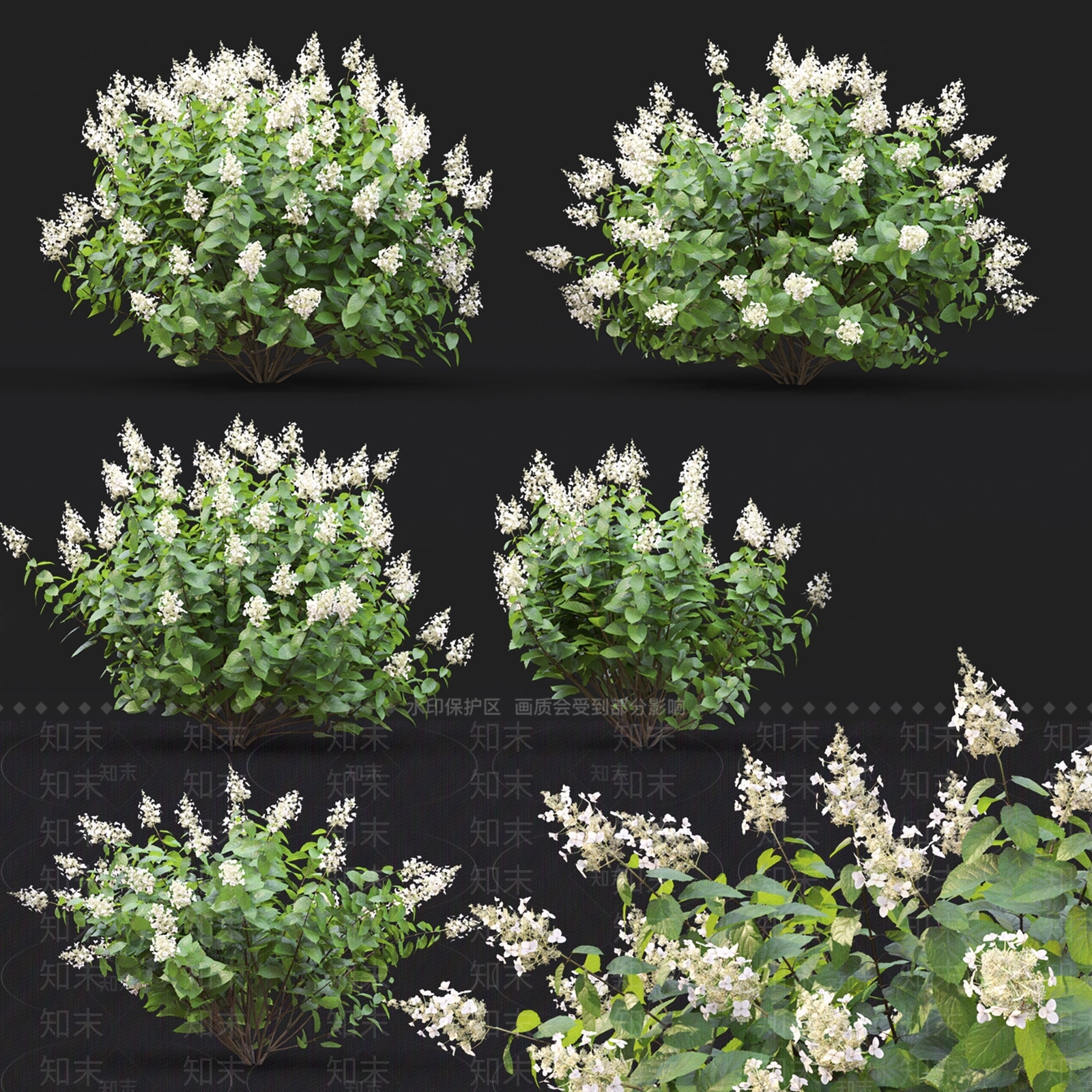 户外绣球花草花卉SU模型下载【ID:1134140742】