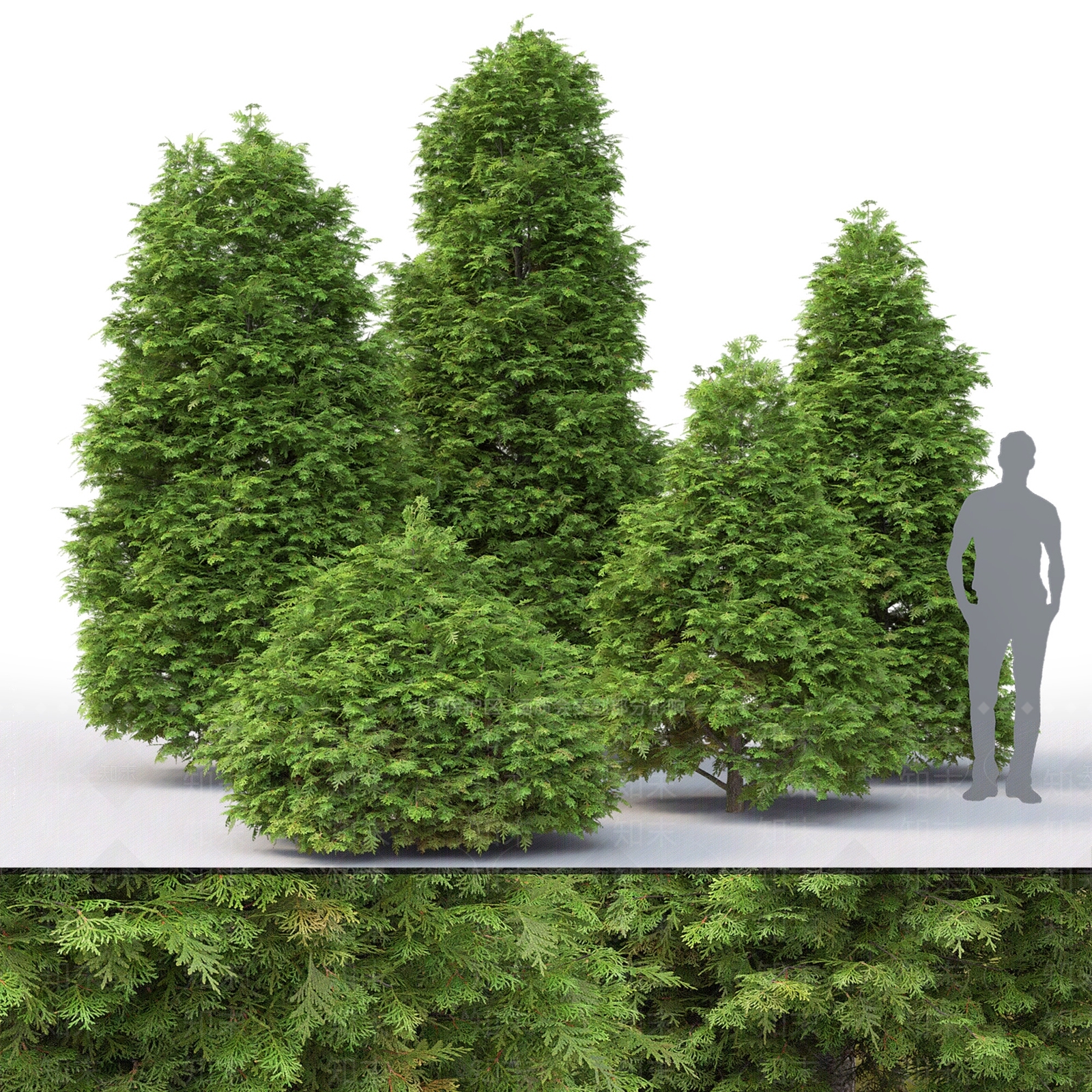 景观崖柏树灌木丛植物SU模型下载【ID:1134197713】