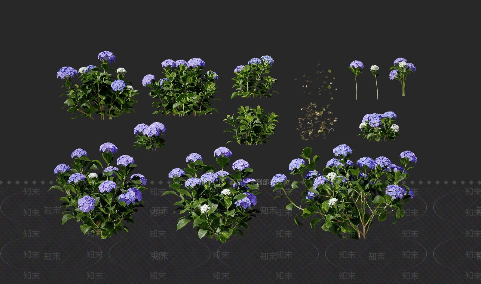 大叶绣球花SU模型下载【ID:1134400773】