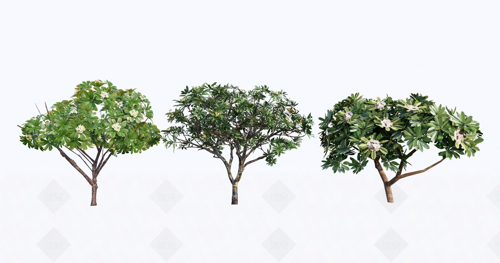 黄花鸡蛋花SU模型下载【ID:1134407068】