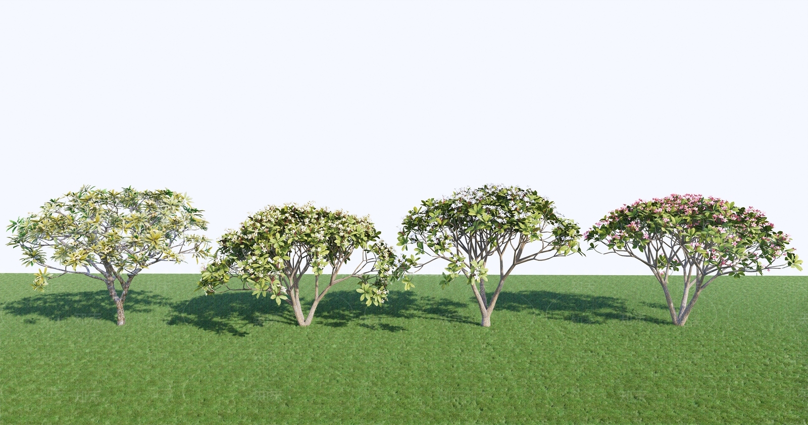 黄花鸡蛋花SU模型下载【ID:1134407158】