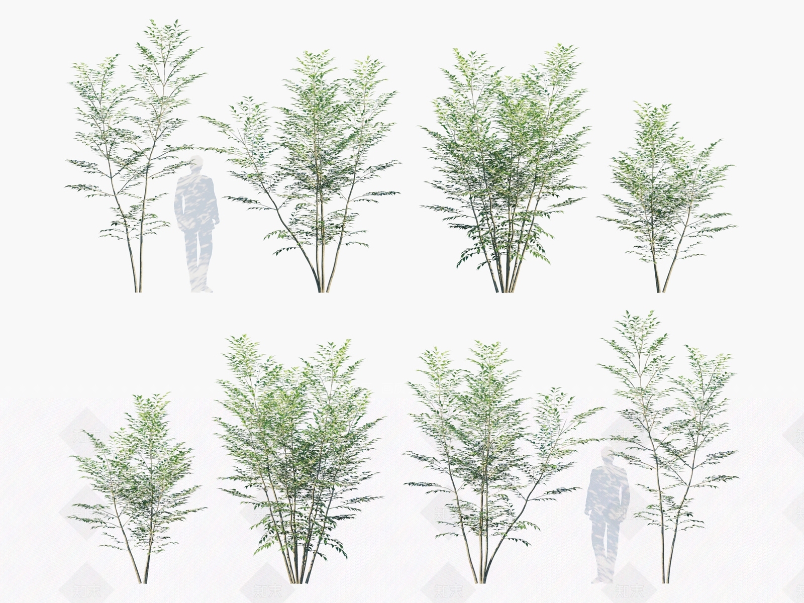 光蜡树3D模型下载【ID:1134522412】