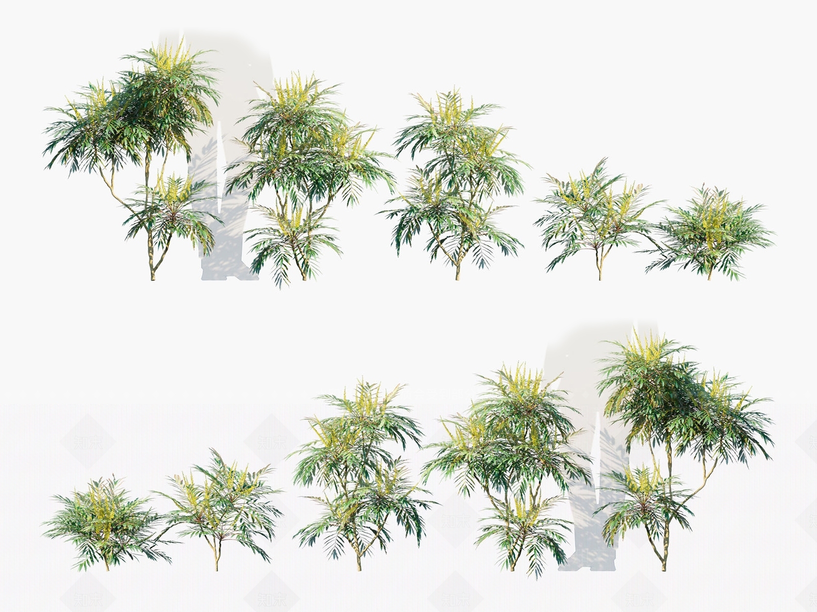 土黄连3D模型下载【ID:1134502493】