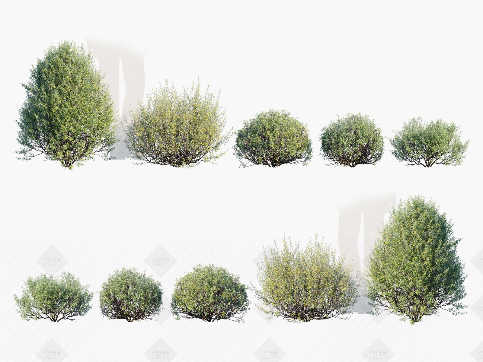 球形灌木3D模型下载【ID:1134525062】