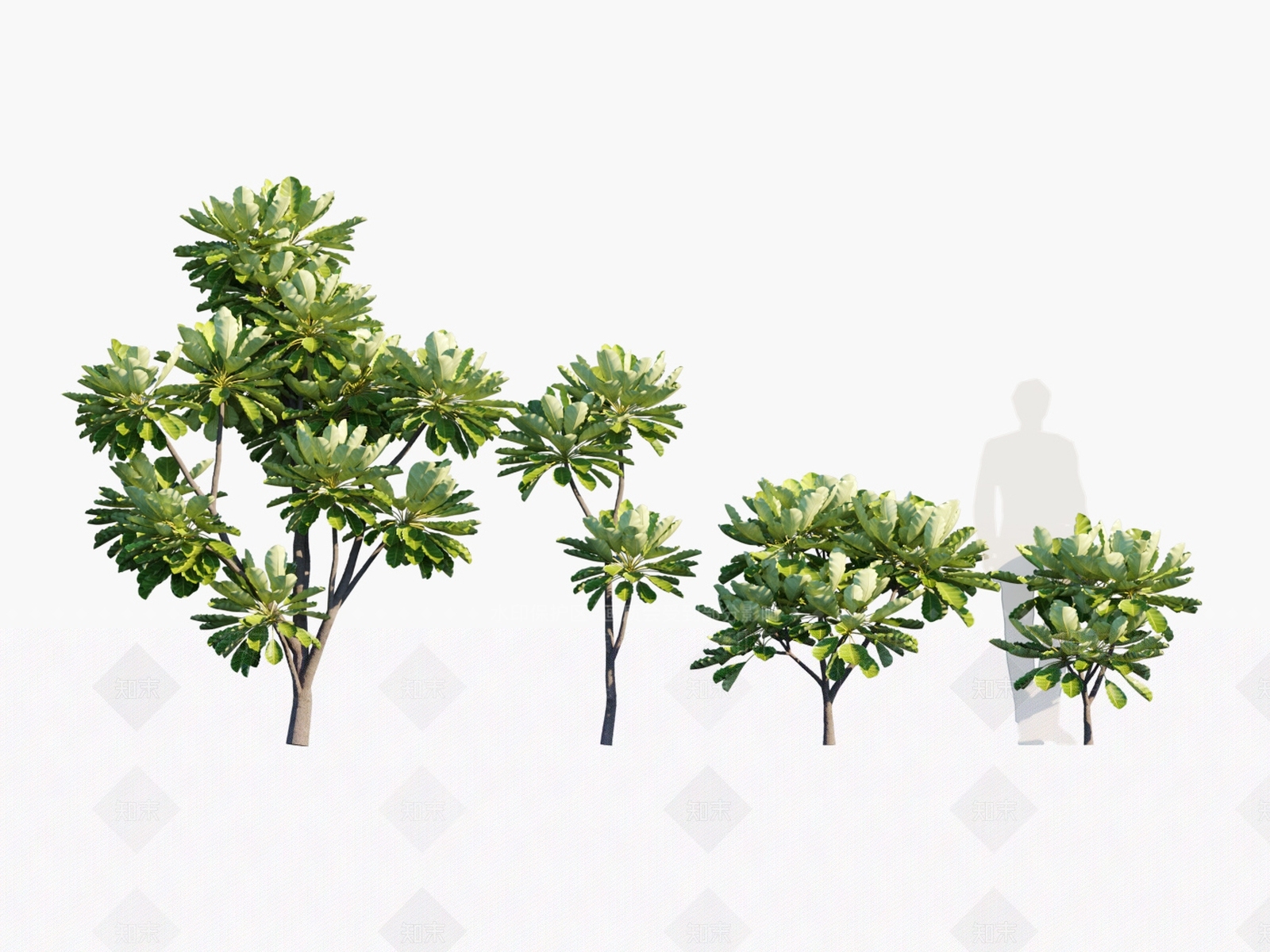 热带树3D模型下载【ID:1134525581】