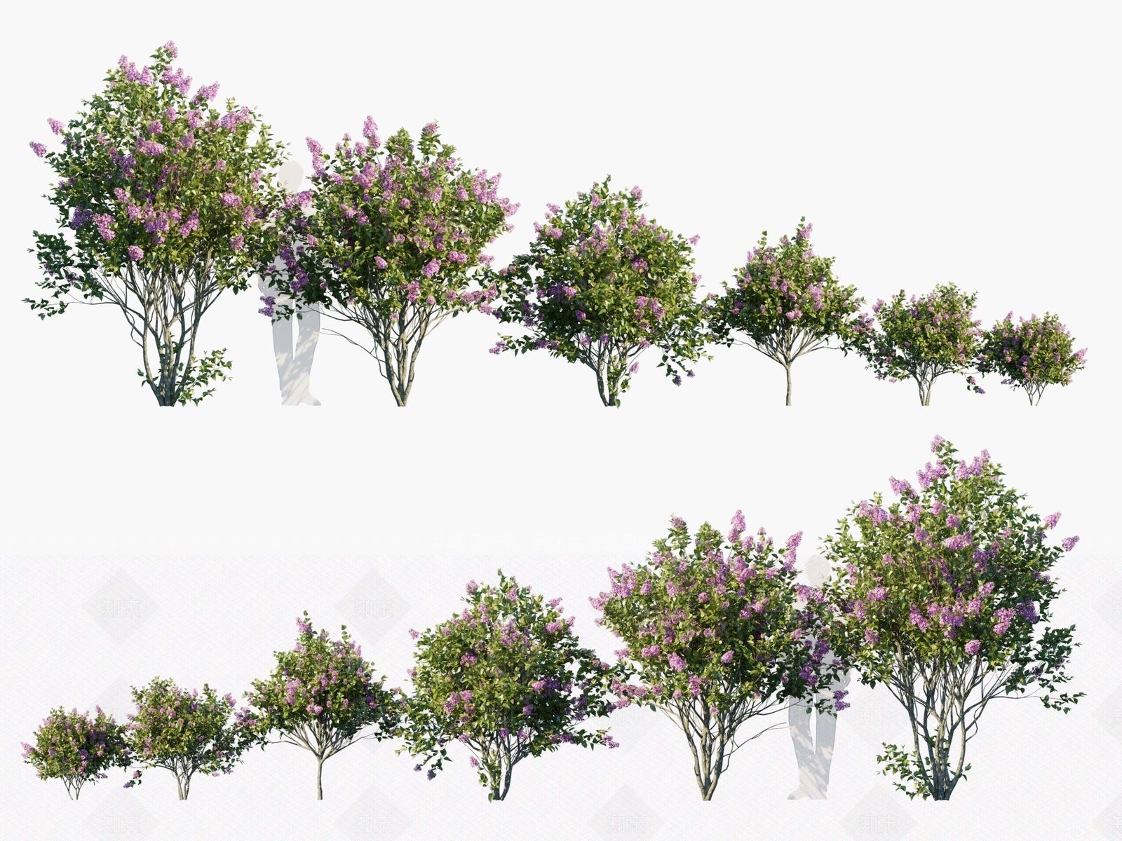 欧丁香3D模型下载【ID:1134542995】