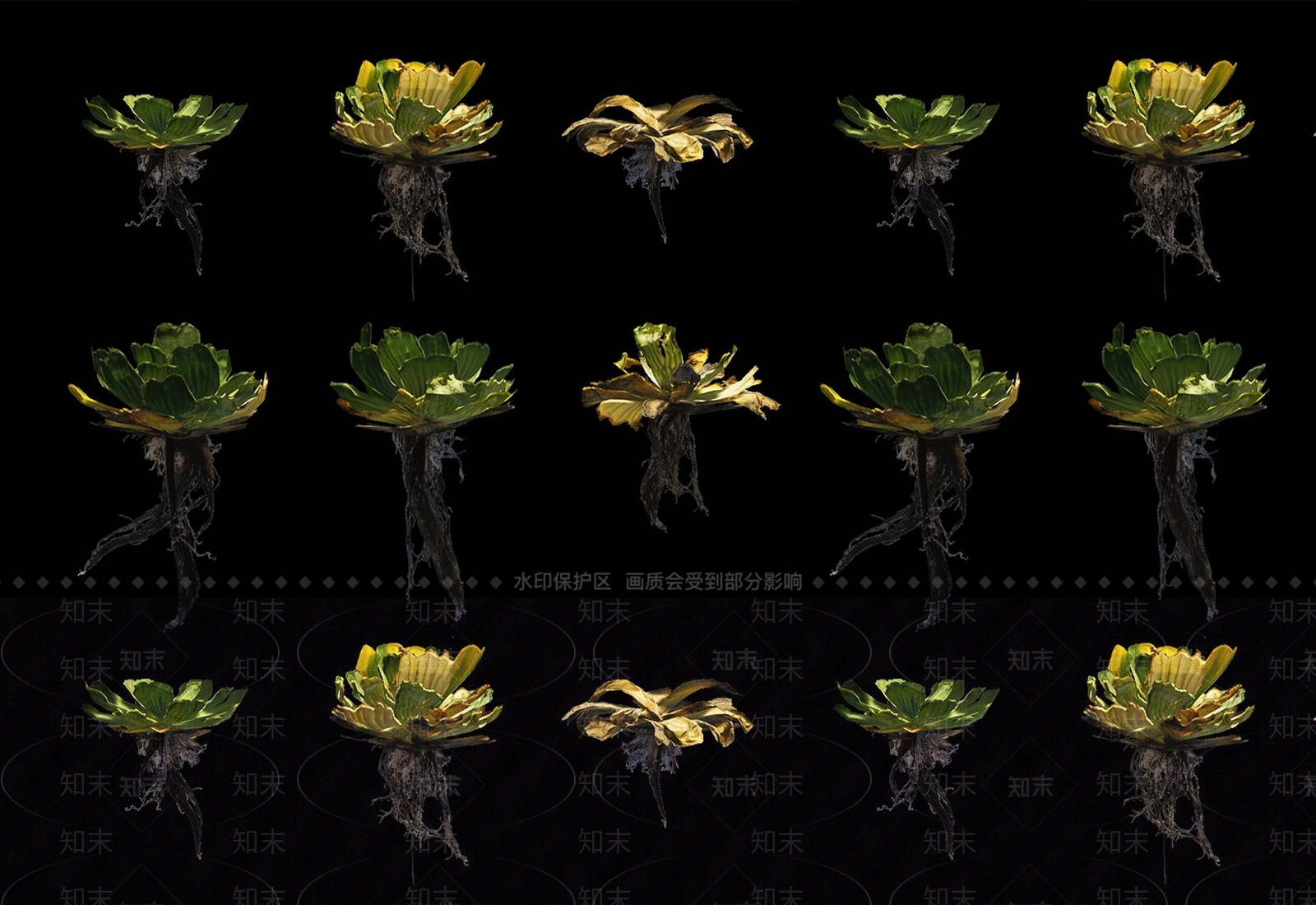大叶紫草金钱草铜钱草水生植物SU模型下载【ID:1134563194】