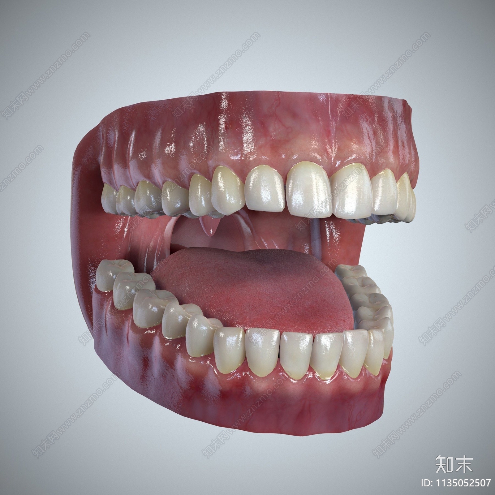 口腔牙科3D模型下载【ID:1135052507】