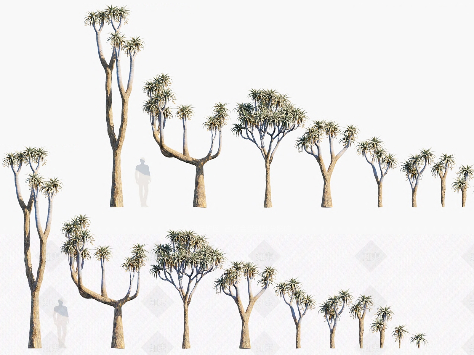 皮尔兰斯芦荟3D模型下载【ID:1135079491】