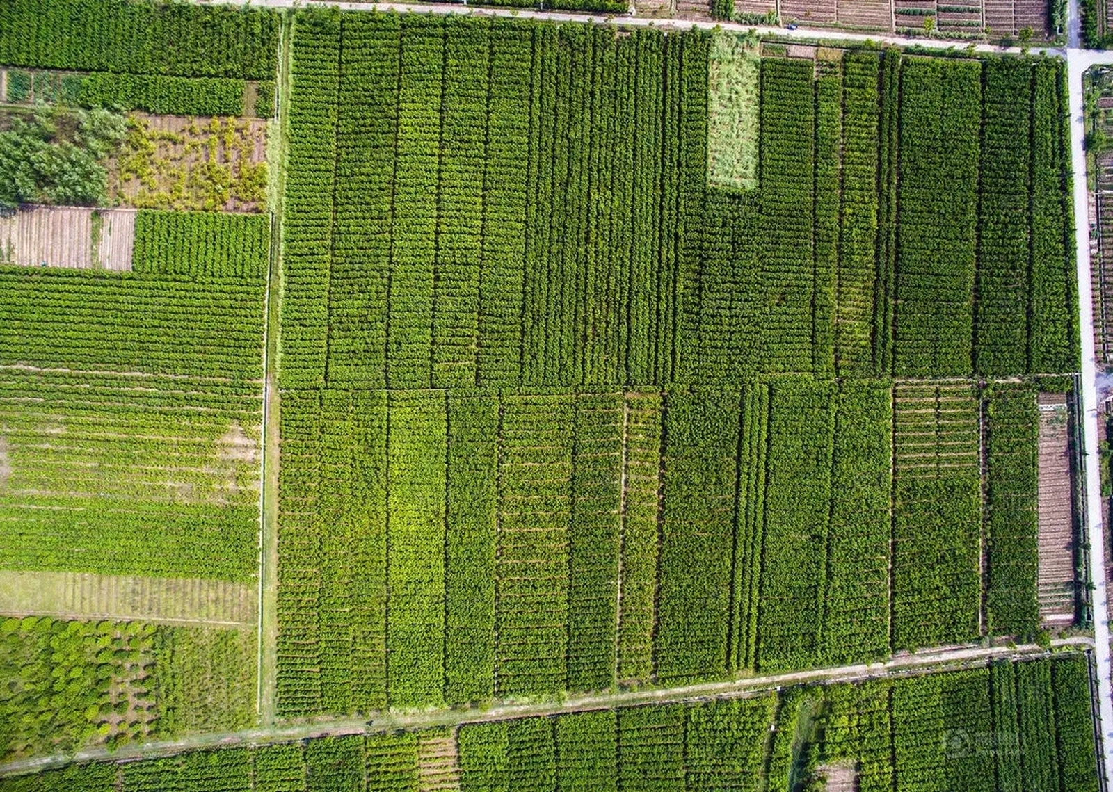 乡村农田俯视图贴图下载【ID:1135281121】