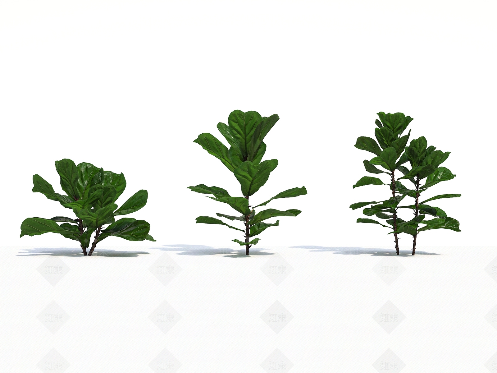 草3D模型下载【ID:1135295274】