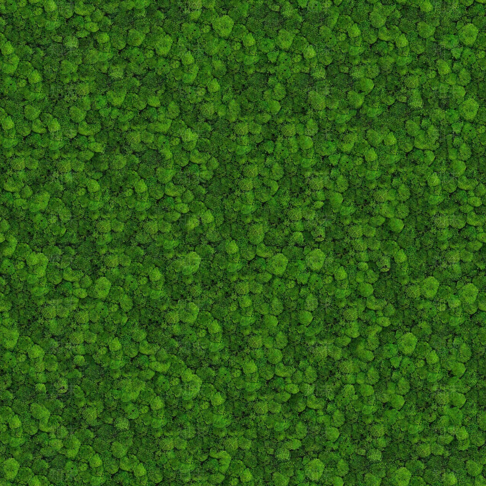 自然青苔贴图下载【ID:1135777955】