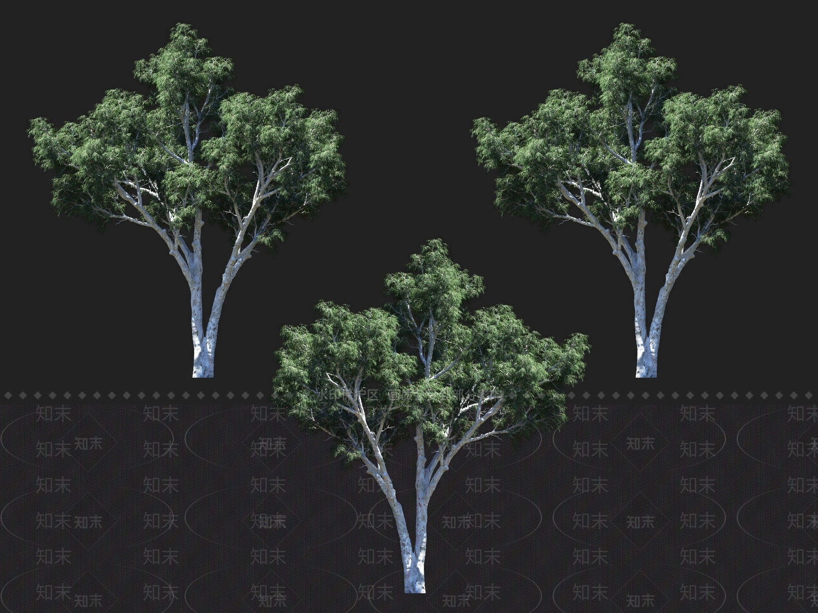 柠檬桉树3D模型下载【ID:1135930953】