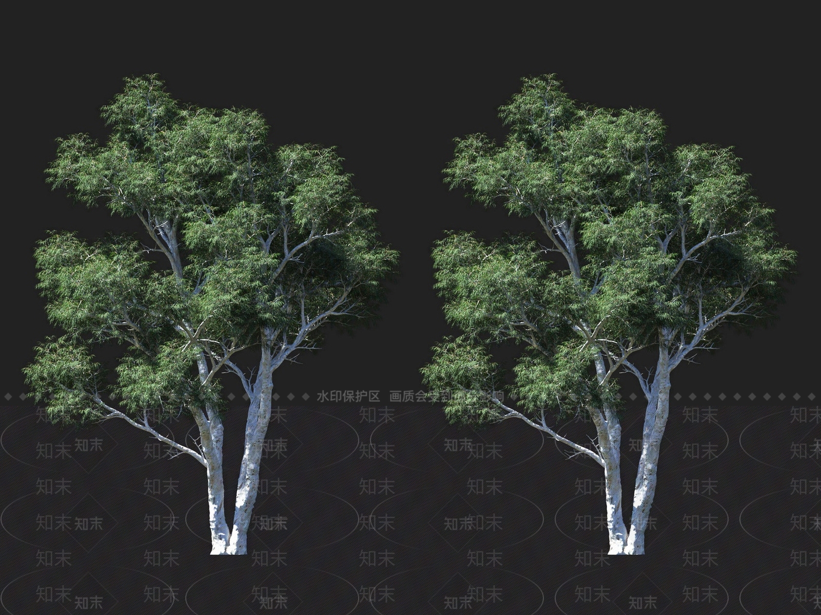 柠檬桉树3D模型下载【ID:1135930849】