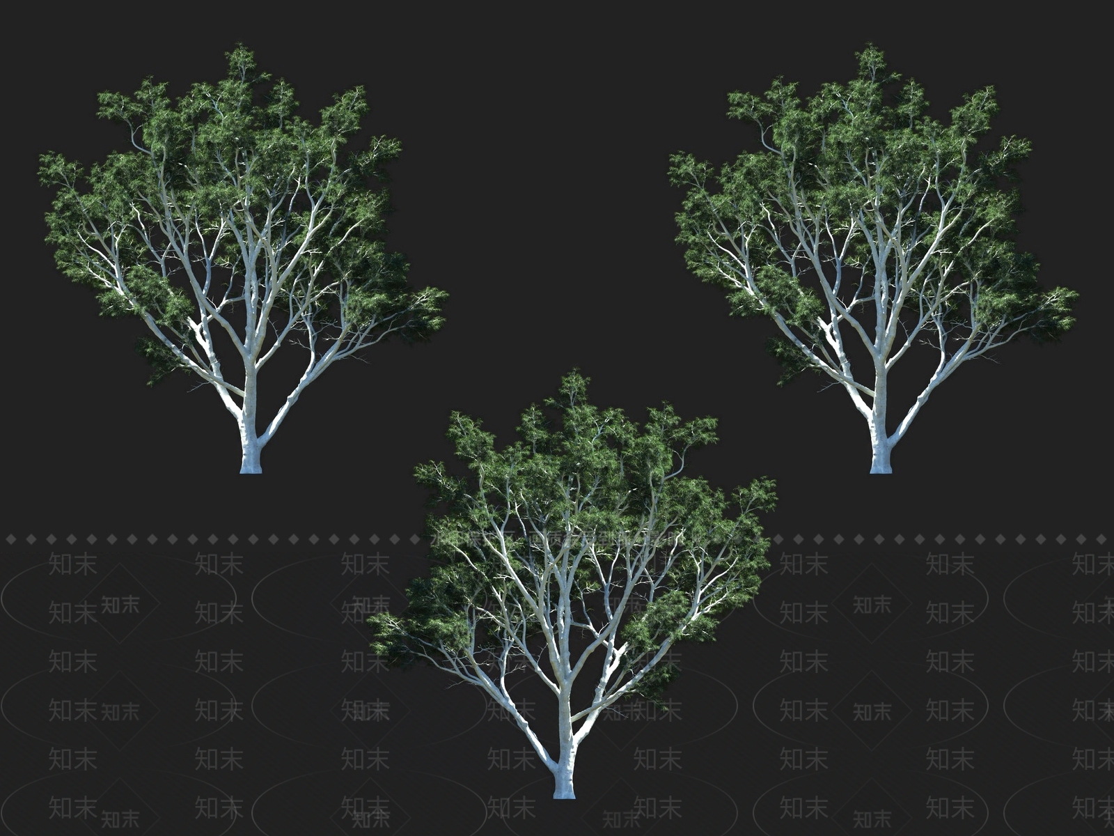 柠檬桉树3D模型下载【ID:1135931396】