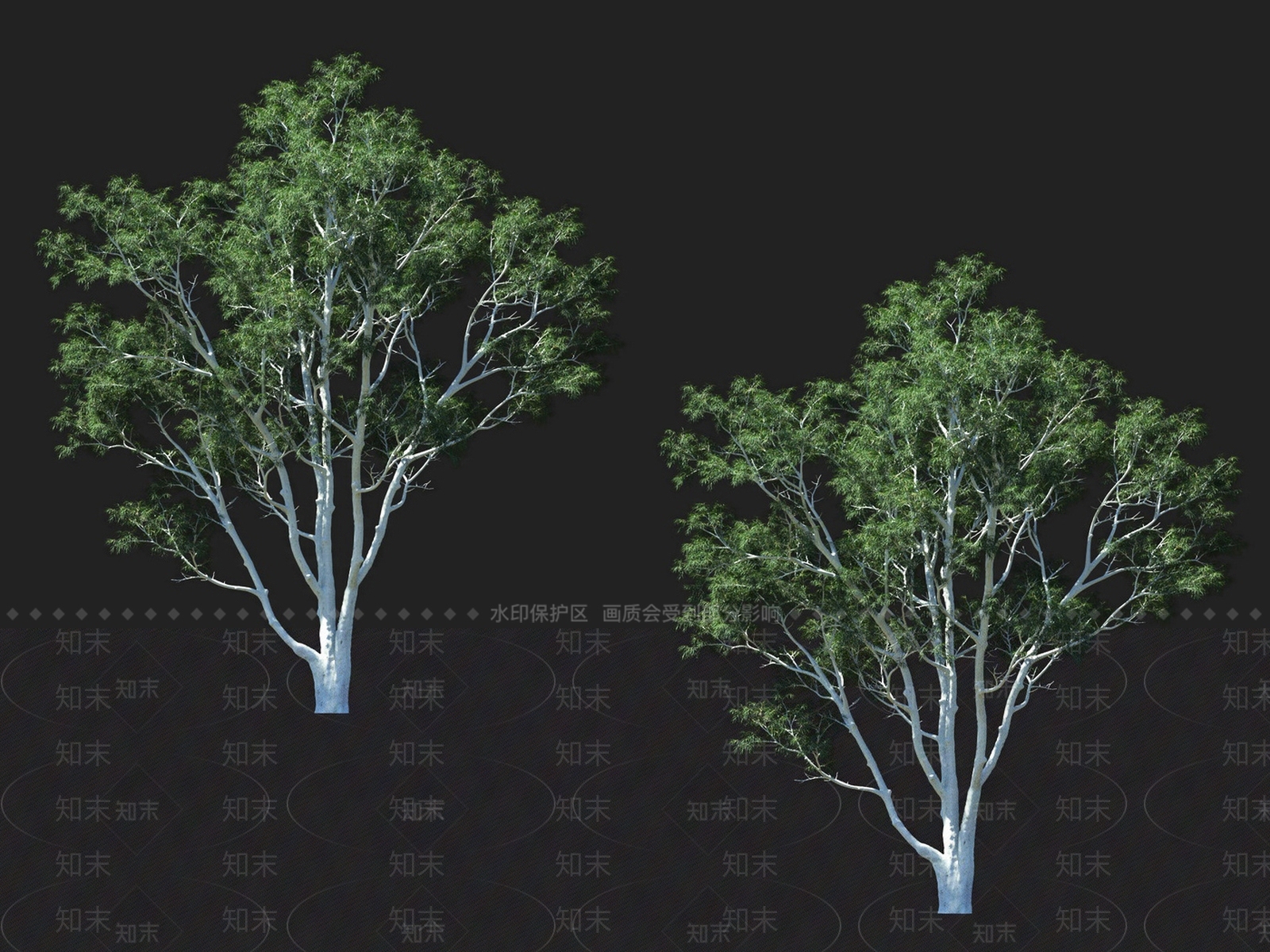 柠檬桉树3D模型下载【ID:1135931390】