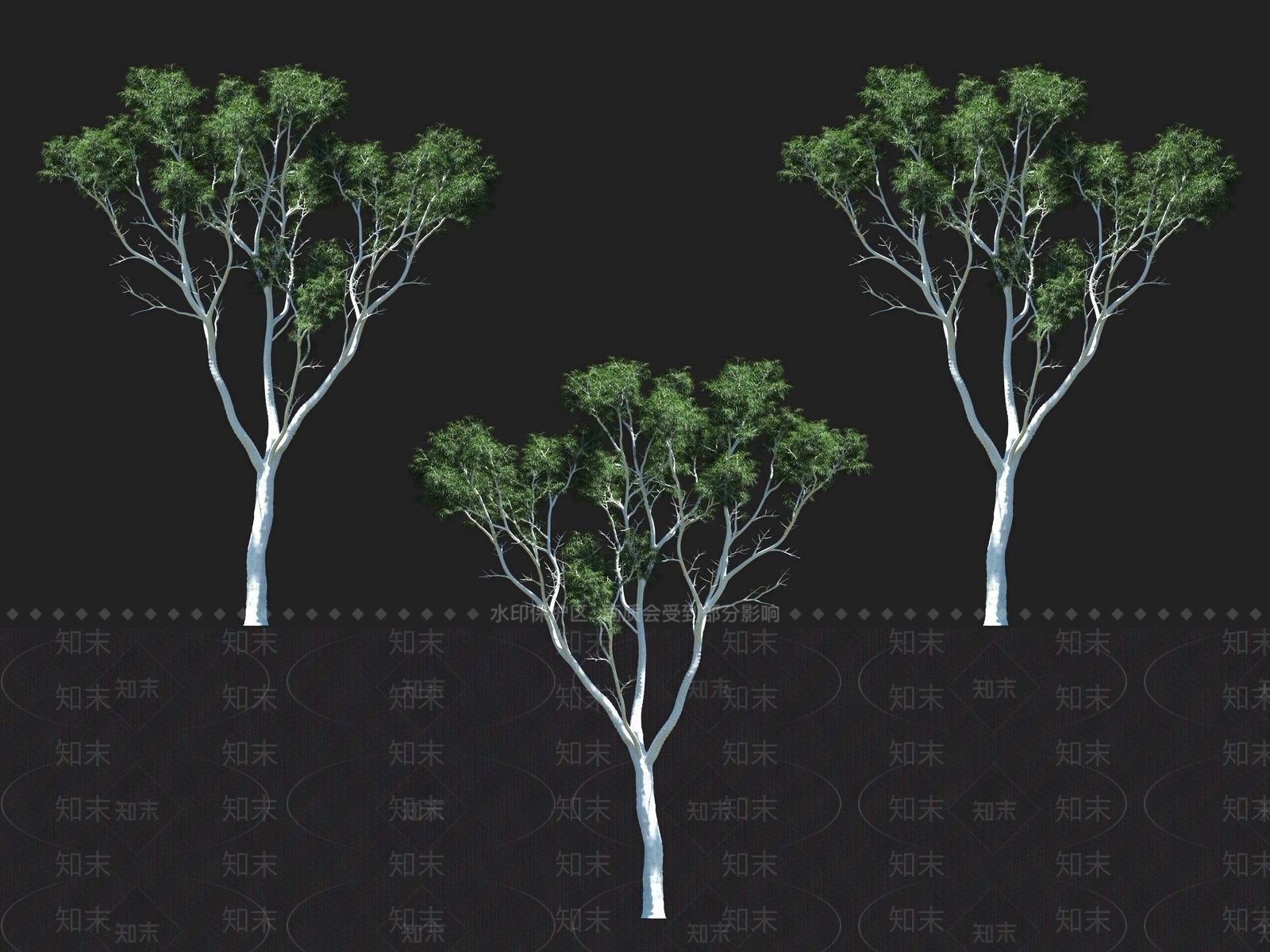 柠檬桉树3D模型下载【ID:1135931239】