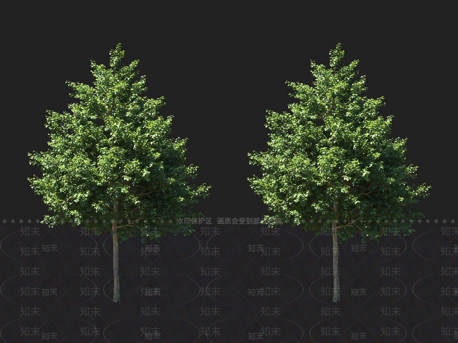 菩提树3D模型下载【ID:1135935425】