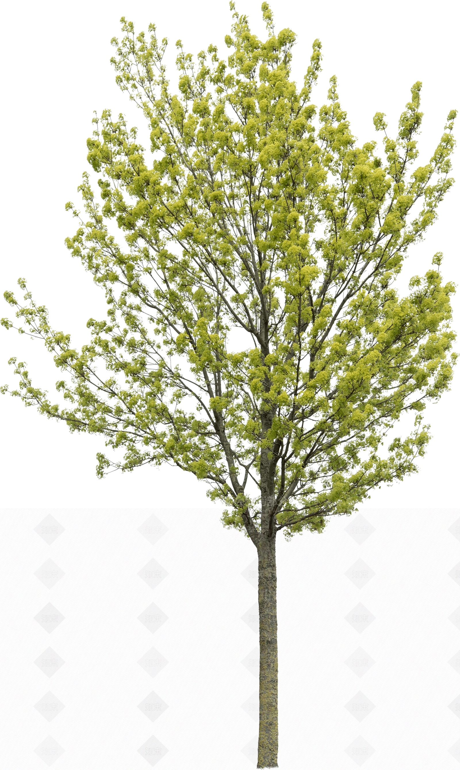 2D挪威枫木乔木骨架行道树SU模型下载【ID:1136336446】