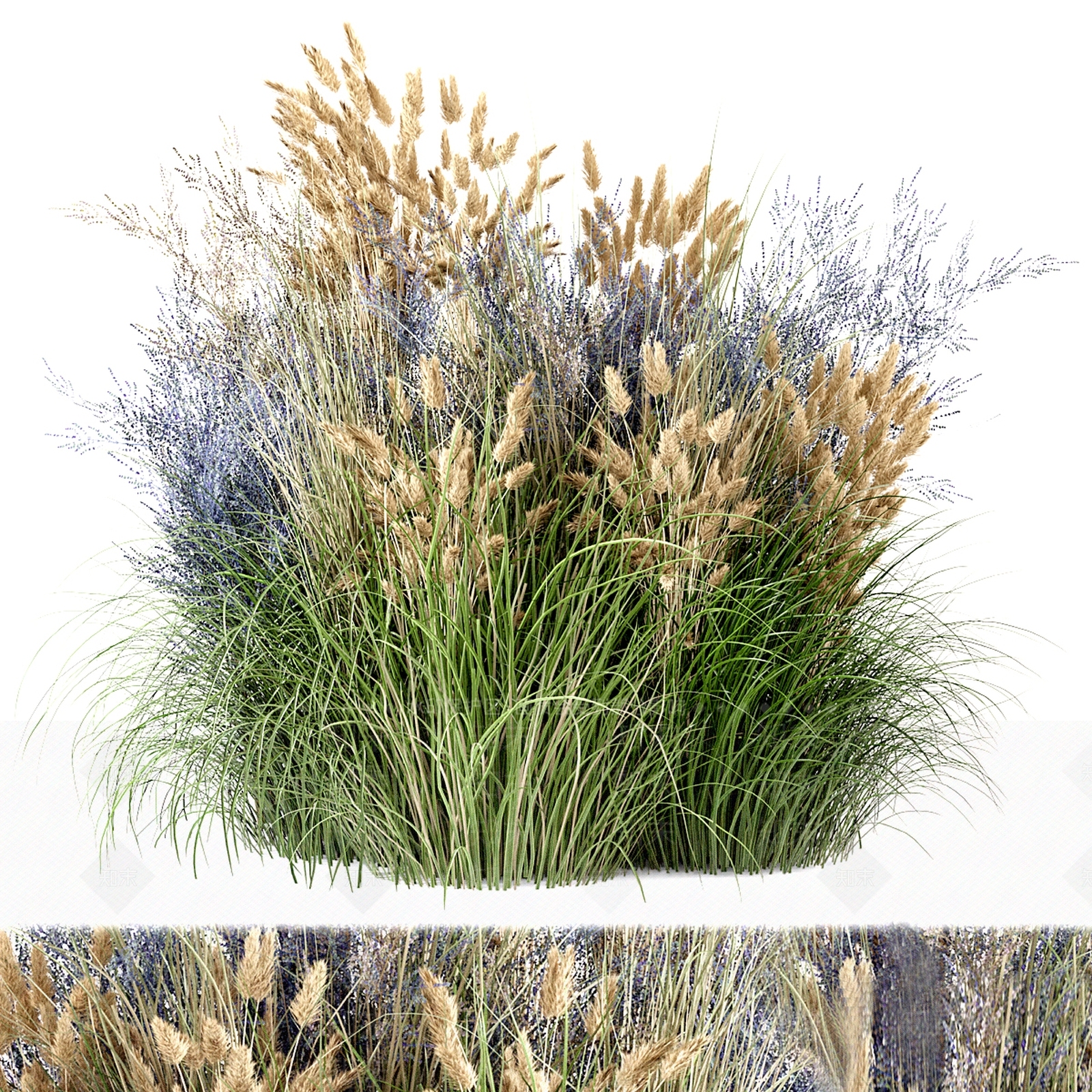 芦苇花圃3D模型下载【ID:1136413503】