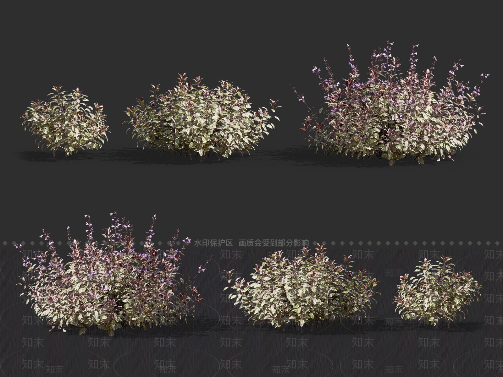 鼠尾草3D模型下载【ID:1136561796】