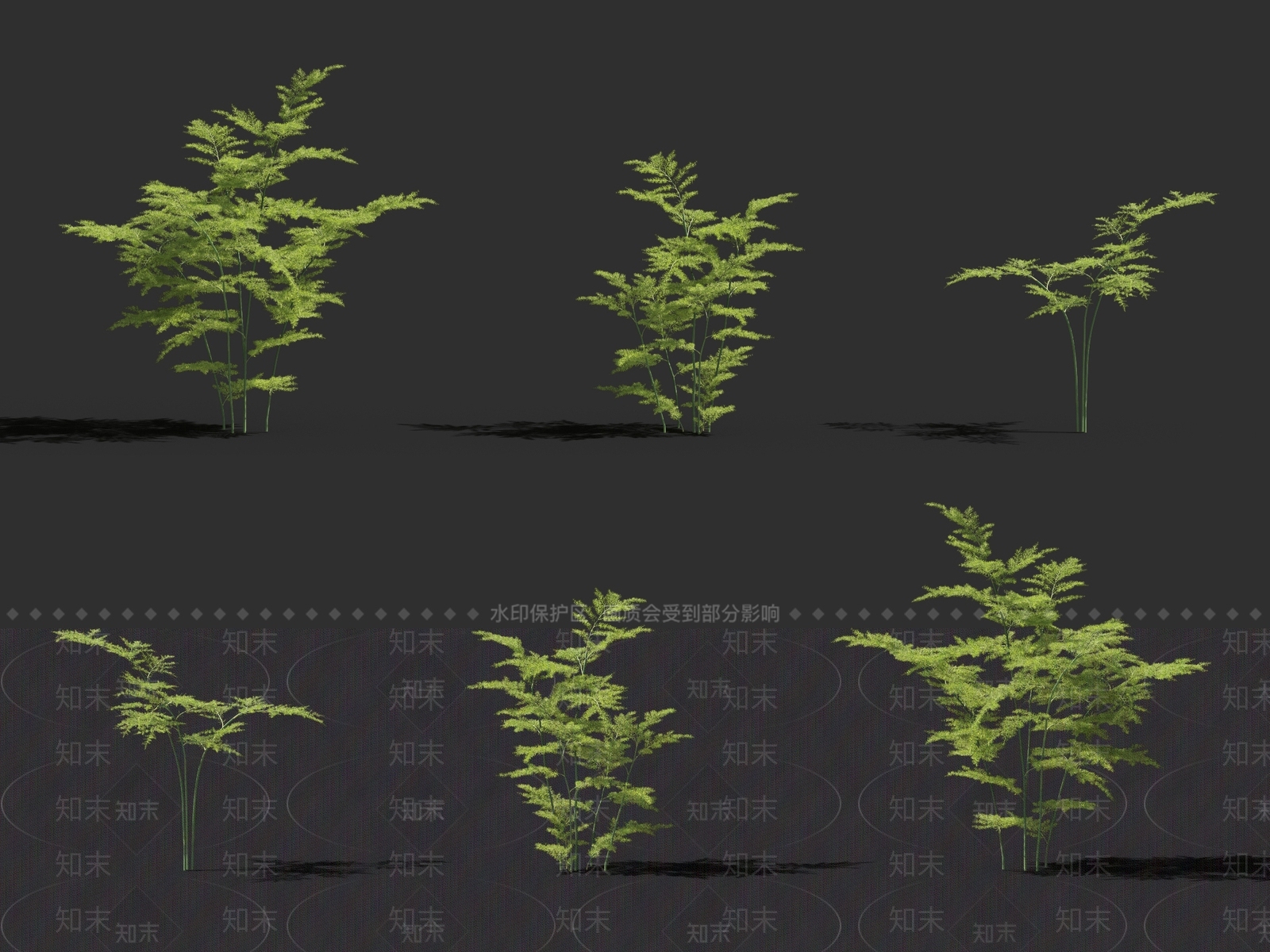 文竹3D模型下载【ID:1136620295】