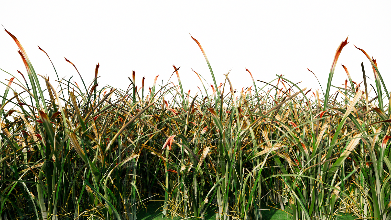 超精致草地SU模型下载【ID:1136977957】